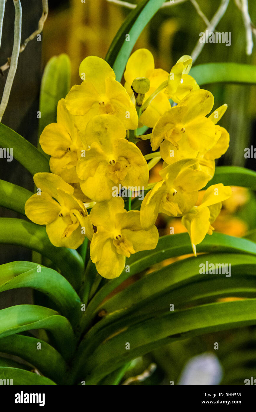 Maui Orchids Yellow Vanda Stock Photo