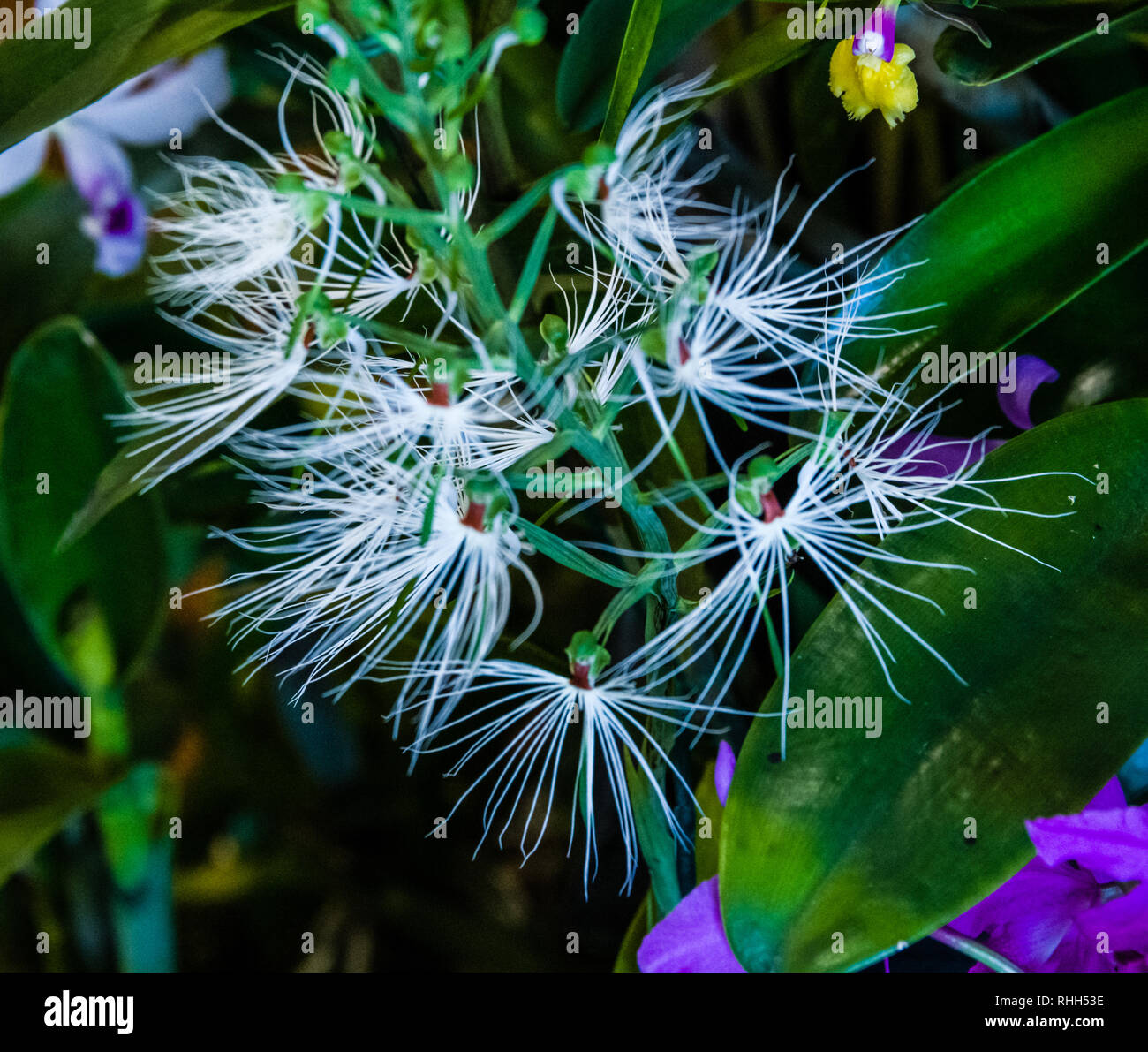 Maui Orchids White Feather Duster Stock Photo