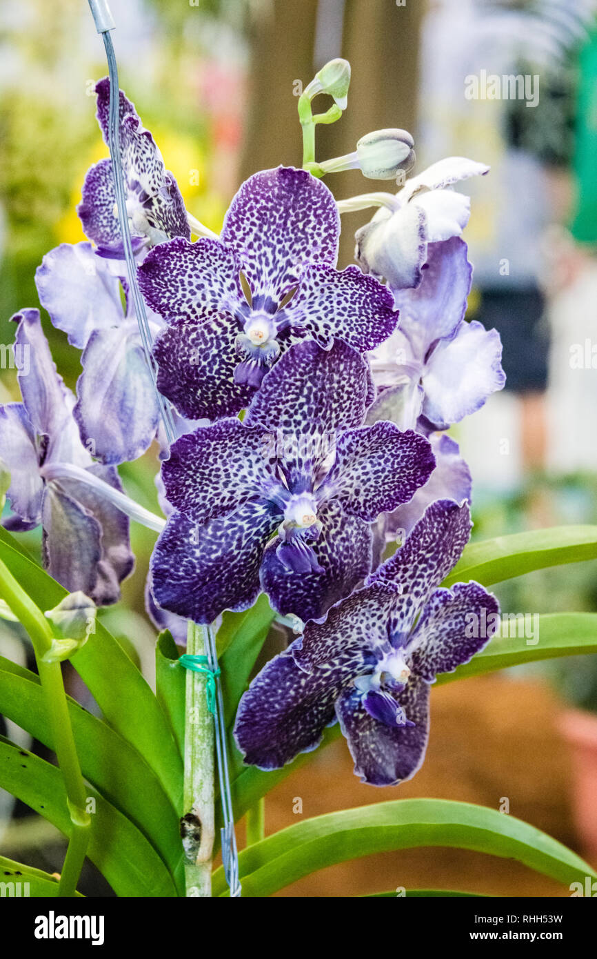 Maui Orchids Purple and White Vanda Stock Photo