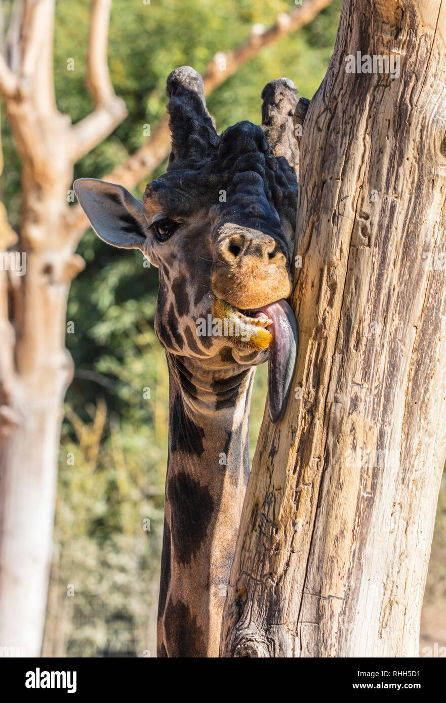 Giraffe licking a tree (Giraffa camelopardalis, family: Giraffidae). Stock Photo