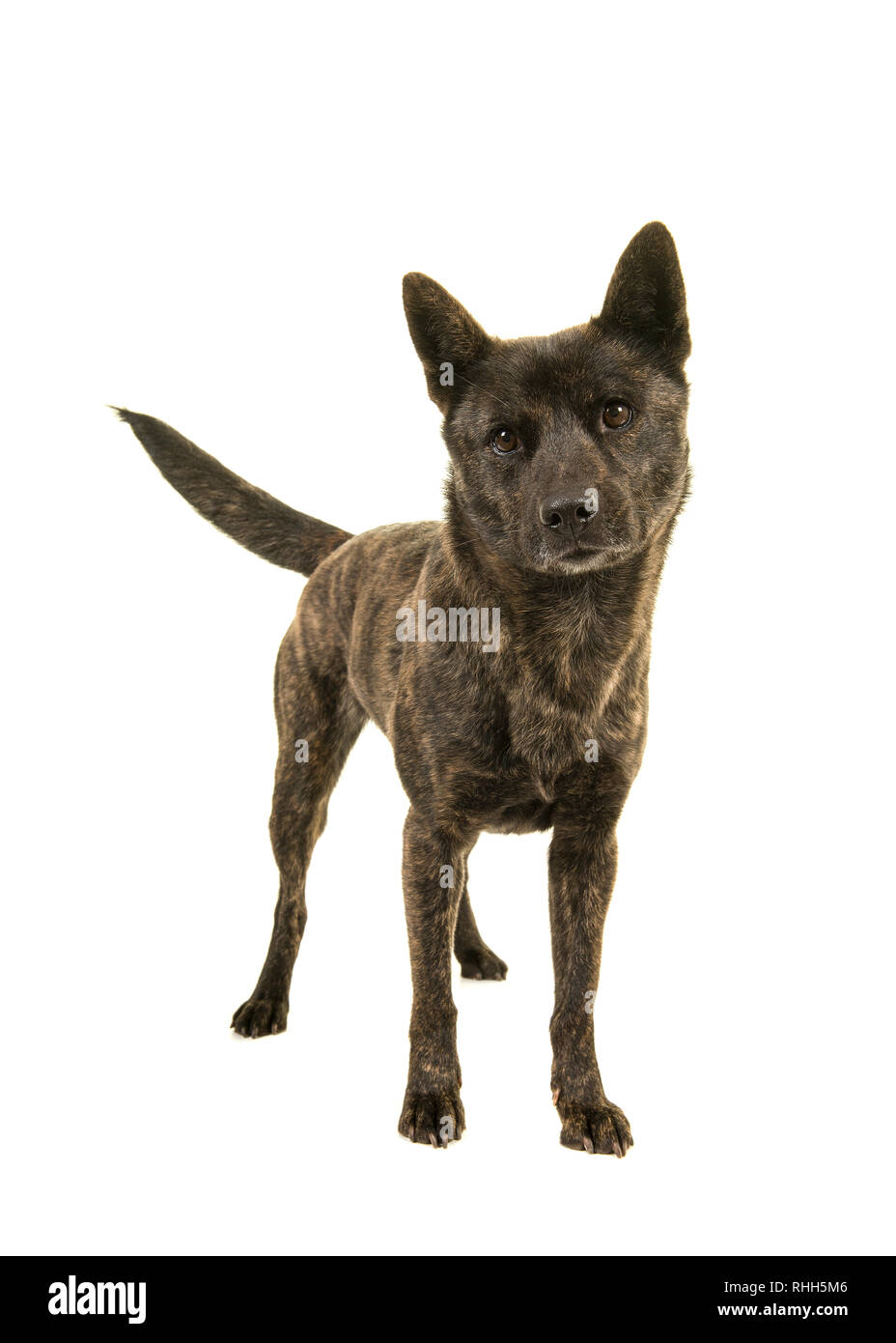 Why Is My Dogs Tail Turning White