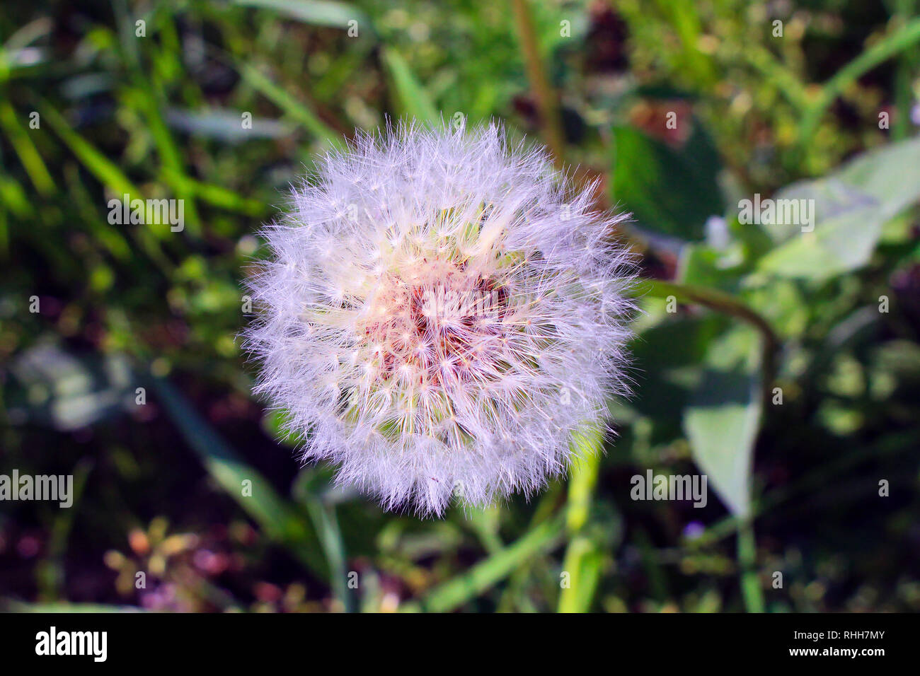 Meadow of dandelion blossoms and dandelion dust Stock Photo Alamy