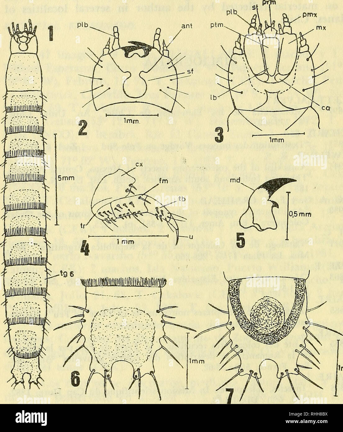 . Boletin de la Sociedad de Biología de Concepción. Sociedad de Biología de Concepción; Biology; Biology. Imm. Hypolithus magellanicus (Blanchard), 1853. Fig. 1.—Larva en vista dorsal; Fig. 2.—Cabeza en vista dorsal; Fig. 3.—Cabeza en vista ventral; Fig. 4.— Pata prototoráxica; Fig. 5.— Mandíbula derecha en vista dorsal; Fig. 6.— Ultimo segmento abdominal (99) en vista dorsal y Fig. 7.— Ultimo segmento abdominal (9o) en vista ventral). Abreviaturas usadas: a ano; ant antenas; ca cardo; ex coxa; fm fémur; Ib labium; md mandíbula; mx maxilas; plb palpos labiales; prm prementum; ptm postmentum; s Stock Photo