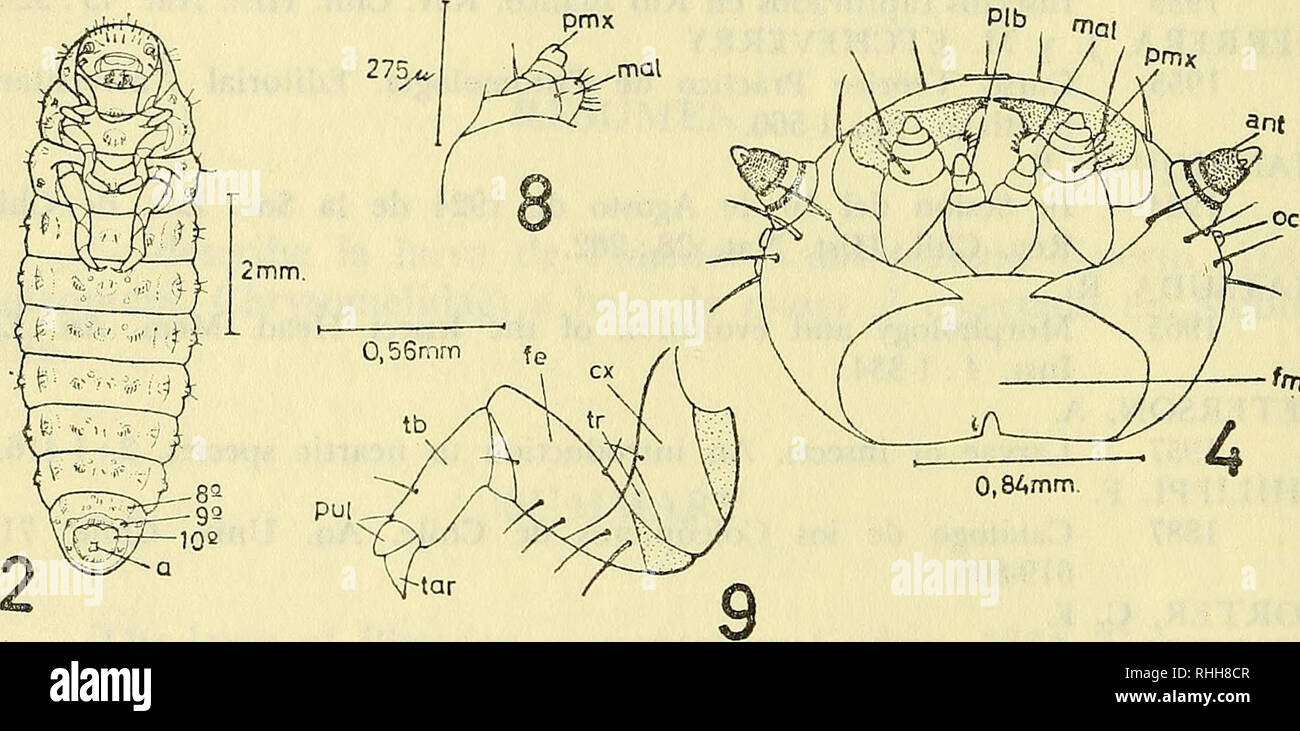 . Boletin de la Sociedad de Biología de Concepción. Sociedad de Biología de Concepción; Biology; Biology. 0,73mm. -fm Phaedon cyanopterum Guérin, 1844. Fig. 1. Fig. 2. Fig. 3. Fie. 4.— Fig. Fig. Fig. Fig. Fisr 9, Larva en vista dorsal, ca.— cabeza; n..— notum; tg.— tergite. Larva en vista ventral, «.— ano; 8o, 9o y 109 esternite; Cabeza en vista dorsal, cly.— clypeus; Ibr — labrum; /&amp;.—labium; plb.— palpo labial; pmx.—palpo maxilar; mx.—maxila; ant.— antena; fr.— frente; sf.— sutura frontal; se— sutura coronal. Cabeza en vista ventral, plb.— palpo labial; mal.— mala; pmx.— palpo maxilar; a Stock Photo