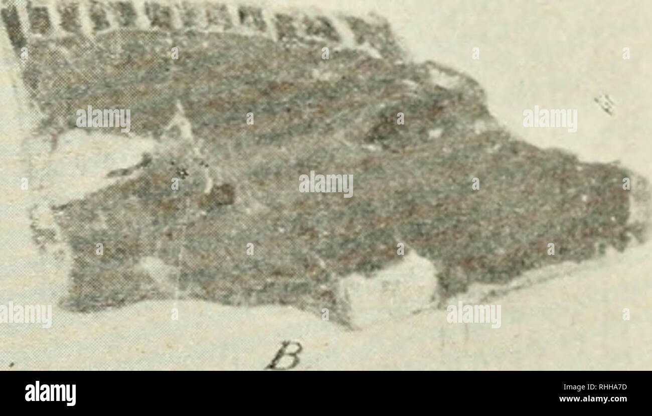 . Boletin de la Academia Nacional de Ciencias. Science; Science -- Argentina. Fig. 1. — CanUomys mesopofamictis Ajuegli. ; A. rama izquierda de la iiiaiidíbiila interior, vista por el lado externo, en tamaño natural; B. la misma pieza vista por el lado interno (tamaño natiiral) StoiT (1780) para designar el Daman, cambió esta denominación con la otra de Xeoprocacia. Ültimamente G. Eovereto (Los estratos aran- canos y sus fósiles, en Anales del Museo nacional de Buenos Aires, t. XXV, pág. 56, 1914), basándose sobre las gTandes afinidades exis- tentes entre los géneros yeoprocavia j Cardiomys, c Stock Photo