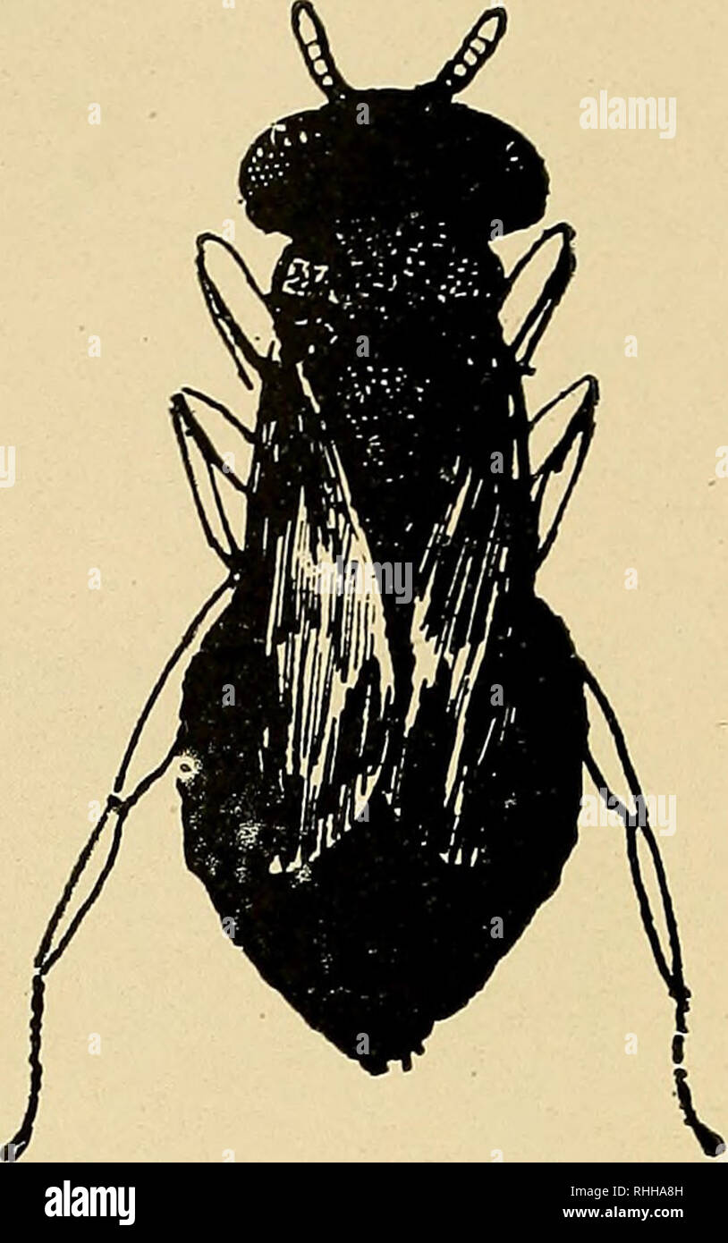 . Boletin de la Sociedad de Biología de Concepción. Sociedad de Biología de Concepción. Mormoniella vitripennis. Ninfa a término. (Dibujada con cámara clara, aumentada 40 veces). Mormoniella vitripennis. Adulto. (Dibujada con cámara clara, aumentada 40 vecas).. Please note that these images are extracted from scanned page images that may have been digitally enhanced for readability - coloration and appearance of these illustrations may not perfectly resemble the original work.. Sociedad de Biología de Concepción; Sociedad de Bioquímica de Concepción; Universidad de Concepción. Concepción [Univ Stock Photo