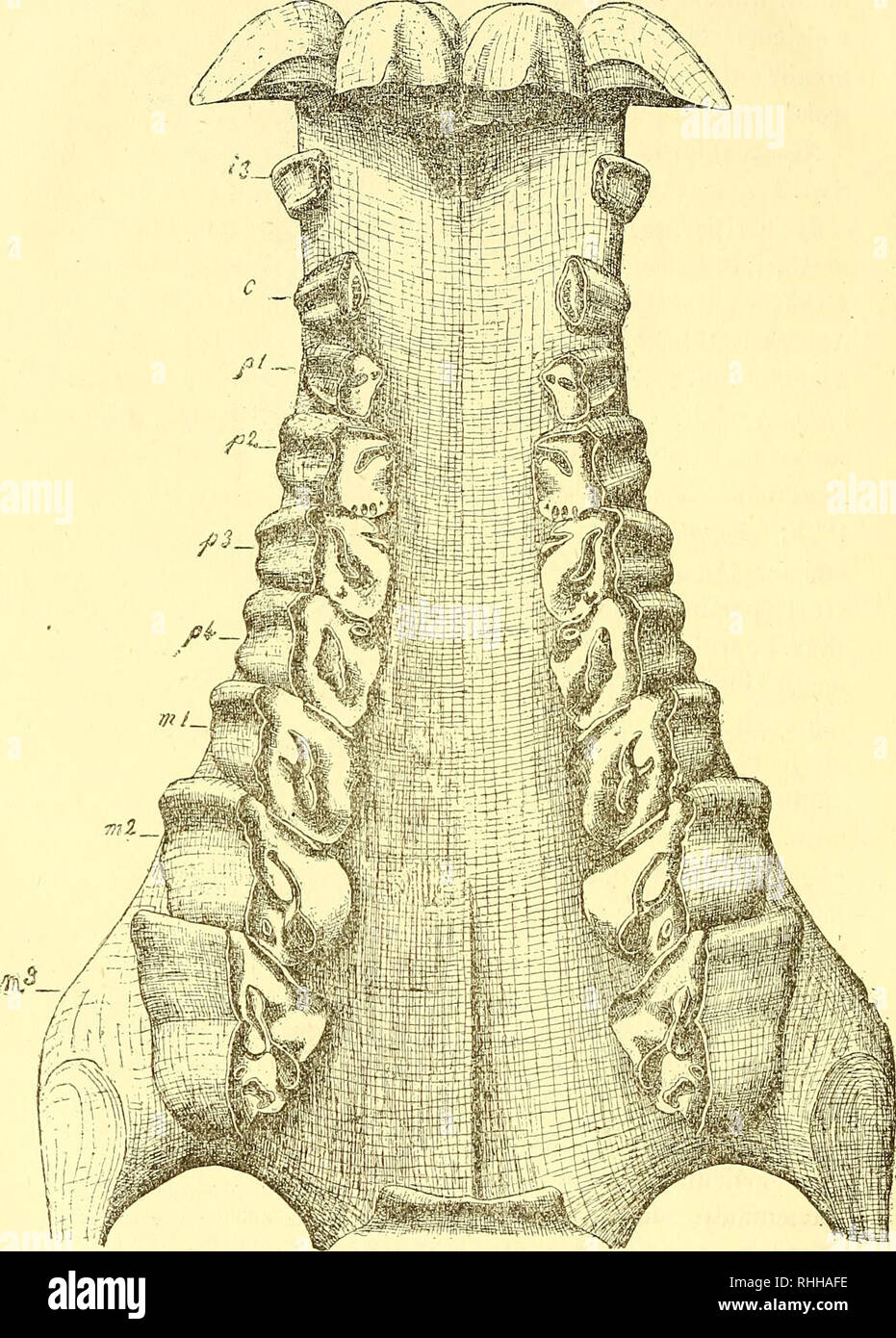 . Boletin de la Academia Nacional de Ciencias. — 278 —. Fig. 3. Nesodon imbricatus Ow. Palais avec toute la denture, á ^ de grandeur naturelle. i i, 2 et 3, les incisives ; c, canina; jo i, 2, 3 et 4, les préraolaires; m i, 2 et 3, les vraies molaires.. Please note that these images are extracted from scanned page images that may have been digitally enhanced for readability - coloration and appearance of these illustrations may not perfectly resemble the original work.. Academia Nacional de Ciencias de Buenos Aires. Cordoba [etc. ] Academia Nacional de Ciencias Stock Photo