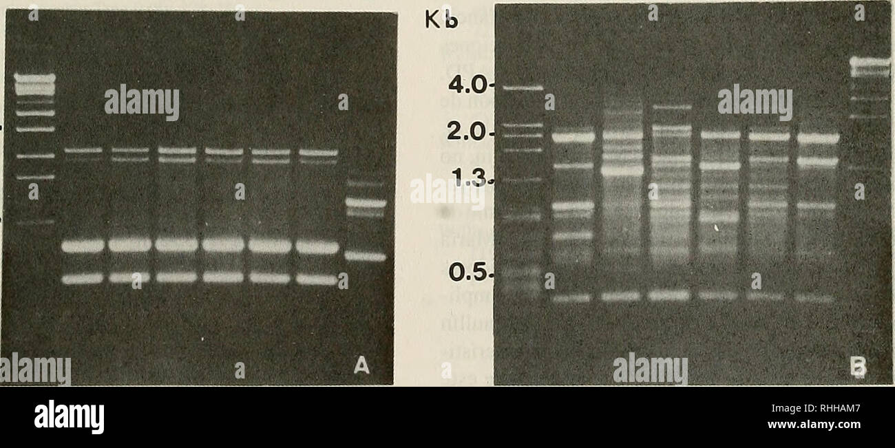 . Boletin de la Sociedad de Biología de Concepción. Sociedad de Biología de Concepción; Biology; Biology. Figura 5: Amplificación por PCR-RAPD con el partidor P-17 para el ADN de morfotipos de G. chilensis de Lenga (ranuras 2 a 5), Maullín (ranuras 6 a 9) e Isla Santa María (ranuras lOy 11). Marcador de pesos moleculares (ranura 1). Electroforesis en geles de agarosa 2%. 1 2 3 4 5 6 7 8 y de un tamaño considerablemente menor (950 pb) para G. lemaneiformis: la diferencia en longitud de esta región en ambos géneros es el reflejo de muta- ciones ocurridas durante su divergencia taxonómica. Por ot Stock Photo