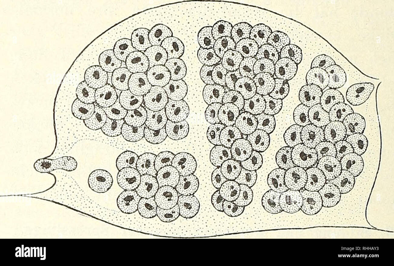 . Blätter für Aquarien- und Terrarien-Kunde. 708 Dr. med. Wilhelm Eoth: Beiträge zur Kenntnis des Ichthyophthirius multifiliis Fouqu. lungen war, eine Infektion dadurch zn erzielen, dass ich in einem kleinen Aquarium einen ichthyo- phthiriuskranken Fisch mit einem gesunden zu- sammengebracht hatte. Ich kam dem Grunde meiner Misserfolge erst auf die Spur, als einmal zufällig meine Auf- merksamkeit auf eine Cyste gelenkt wurde, in welcher sich die Teilung unter weniger auf- fälligen Erscheinungen abspielte. Ich hatte schon mehrmals beobachtet, dass in einzelnen Cysten nach dem Beginne der ersten Stock Photo