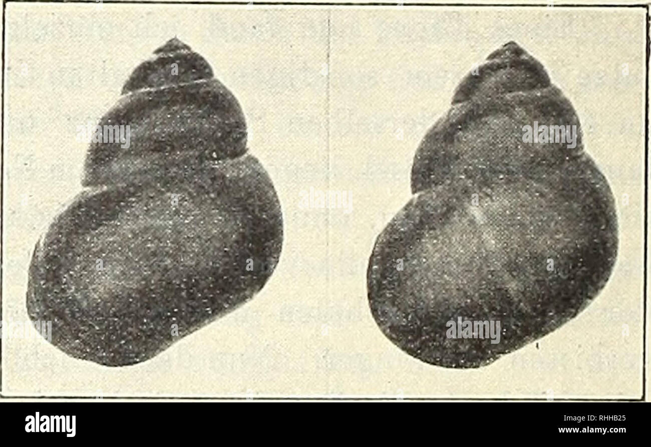 . Blätter für Aquarien- und Terrarien-Kunde. Fig. 1 und 2. Zwei extreme Formen der Gardasee-Paludina. frischen Leitungswasser gefülltes Aquarium von etwa 30 Liter Inhalt eingebracht, äußerst lebhaft und tänzelte auf dem Kiesboden des Behälters in kurzen Sprüngen umher. Am wohlsten fühlte es sich in der Nähe der Luftperlen, die von einem Luftkessel durch Bohrstückchen in das Aquarium gelangten. Ich war sehr erfreut, daß das Tierchen schon am nächsten Tage anstandslos an Futter ging, das in Regenwürmern (Allobophora foetida L.) bestand. Leider sollte die Freude nicht lange währenJ ein Schlauch d Stock Photo