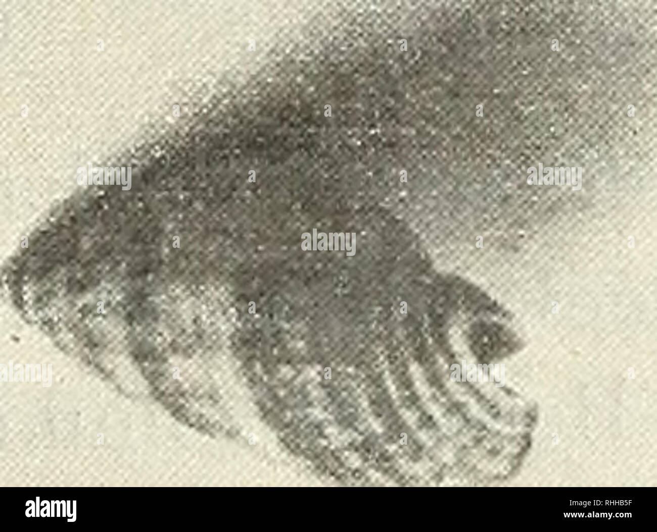 Nassa reticulata hi-res stock photography and images - Alamy