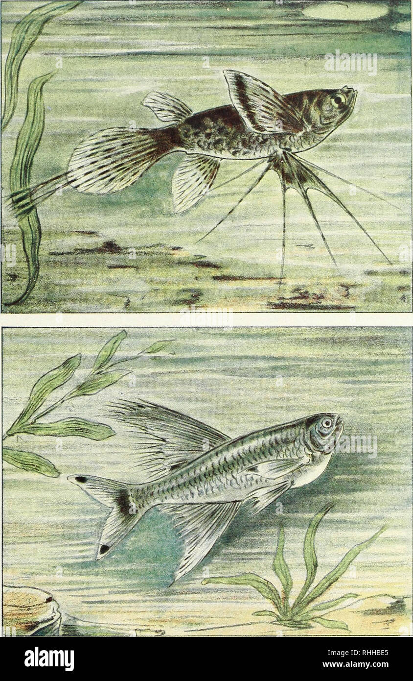 . Blätter für Aquarien- und Terrarien-Kunde. Kunstbeilage der Blätter für Aquarien- u. Terrarienkuncle. Nach Aquarellen von W. Schreitmüller. Pantodon Buchholzi, Pete Südwest-Afrika, Niger-Mündung. Weibchen, rs. ANSTALT EMIL HOCHCANZ, STUTTGART. Pseudo-corynopoma Doriae, Perugia. Drachenflosser oder Kehlkropfsalmler, Brasilien. Männchen.. Please note that these images are extracted from scanned page images that may have been digitally enhanced for readability - coloration and appearance of these illustrations may not perfectly resemble the original work.. Stuttgart Stock Photo