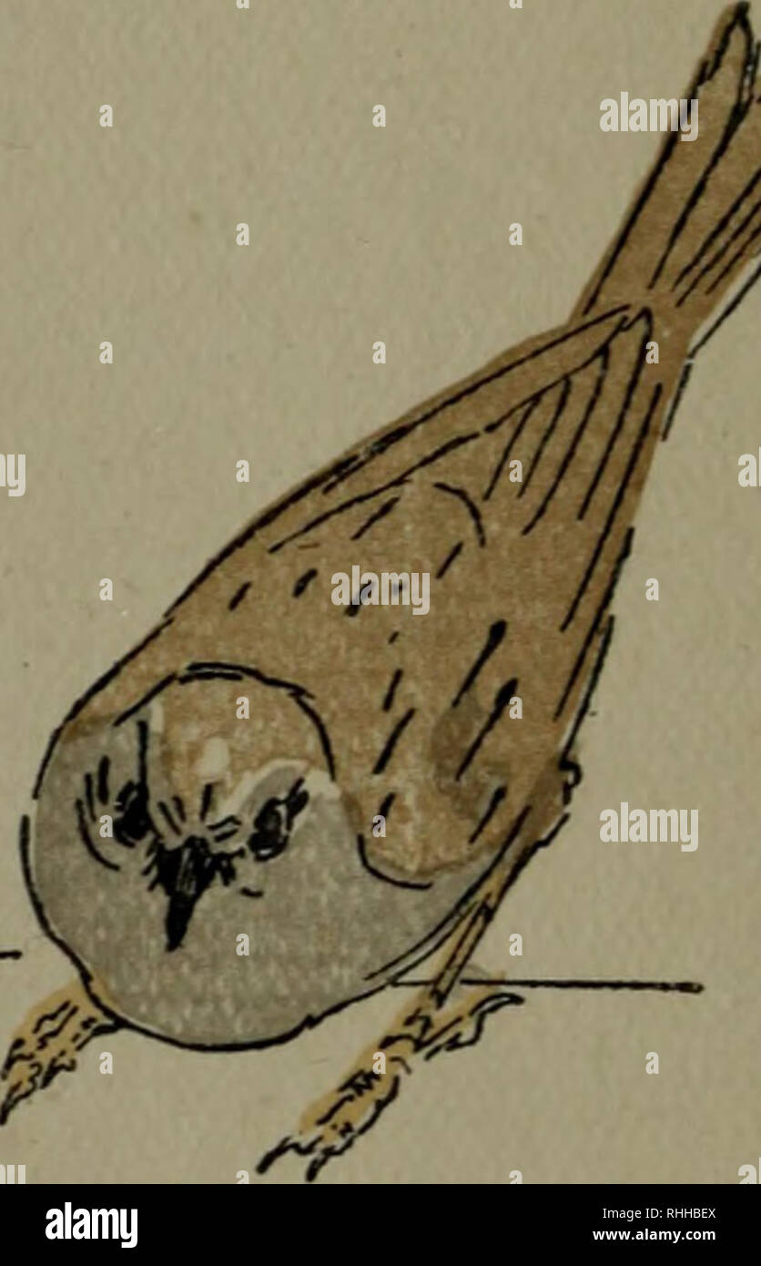 Bodley Head natural history. Natural history; Birds. HEDGE ACCENTOR  (Accentor tnodularis ; Linn.) use the name set above is to invite the  charge of pedantry: &quot;Some well-meaning writers,&quot; says a very