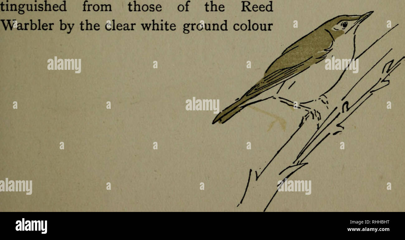 Bodley Head Natural History Natural History Birds Marsh Warbler