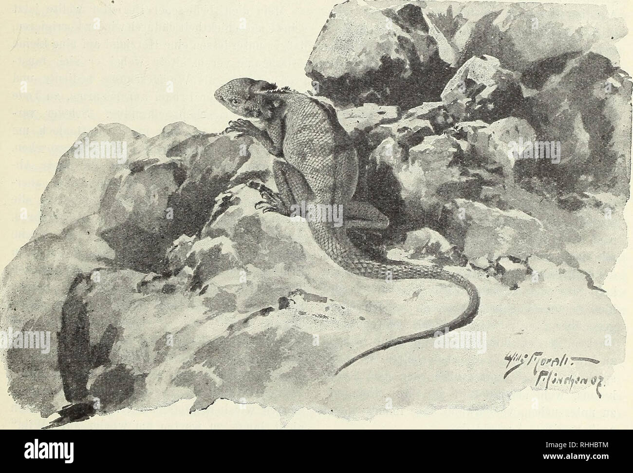 . Blätter für Aquarien- und Terrarien-Kunde. Illustrierte Wochen-Schrift füi die Interessen der Aquarien- und Terrarienkunde. Die Atlasagame (Agmna bibroni)» Von Josef Scherer, München. (Mit 1 Originalzeichnung von Willy Moralt, München). ^*) anbrach aus dem warmen Zelte um meinen Begleiter, einen jungen Marokkaner, der noch erhabene Stille fand eine kurze Unterbrechung ,ältezitternd kroch ich schon vor Tages- durch die monoton flötende Marschmusik einer aus der Oase Fignig kommenden Kameel- fest unter seinem Burnus im Sande schlummerte, karawane, die in geringer Entfernung an uns. Originalzei Stock Photo