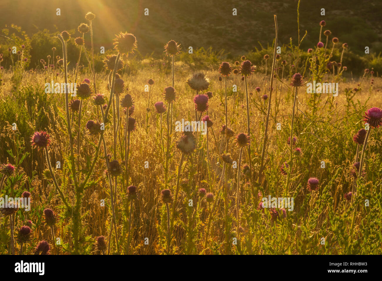 Golden light over wildflowers in patagonia Stock Photo - Alamy