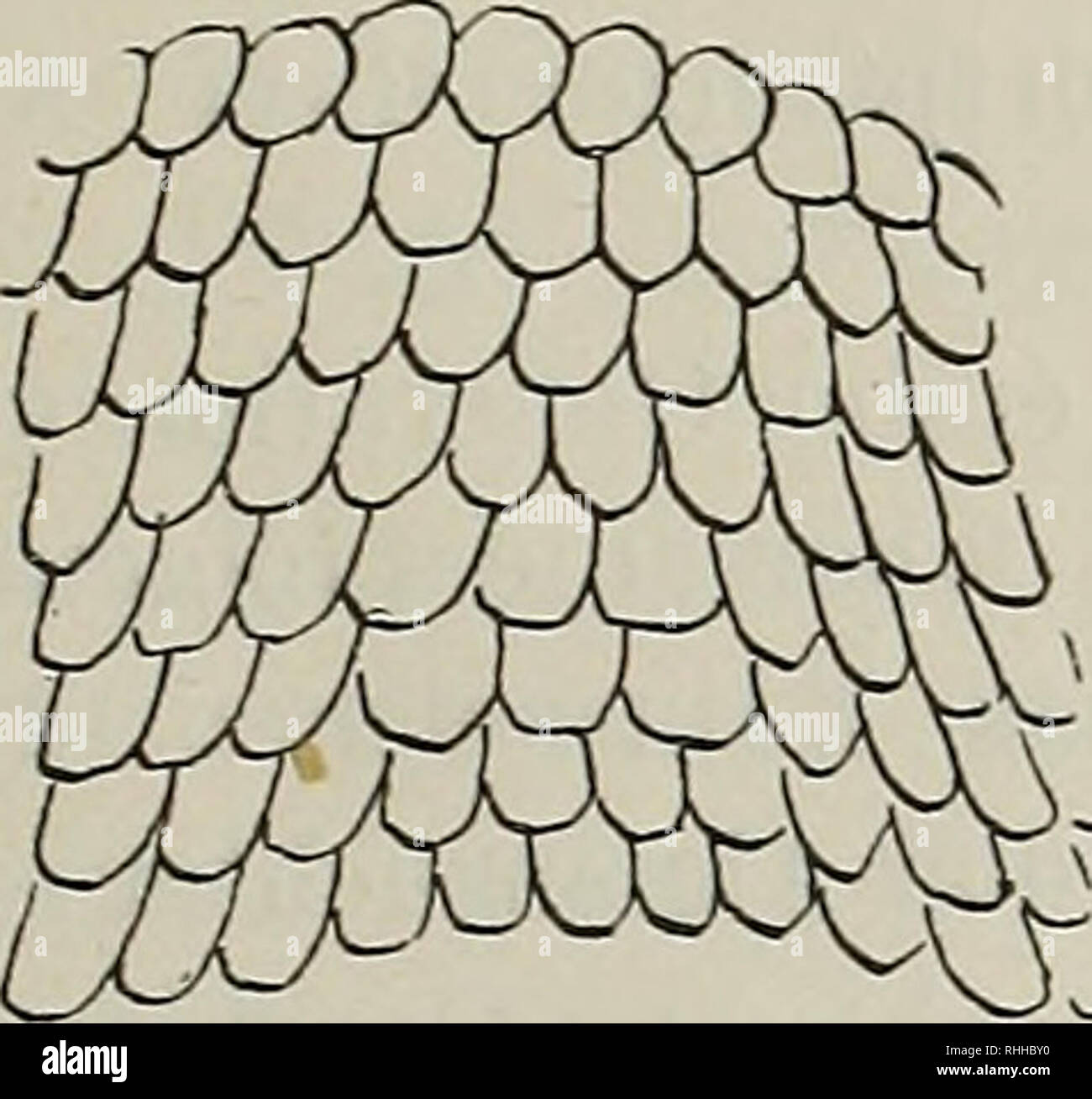 . Blätter für Aquarien und TerrarienKunde. Dr. Friedrich Knauer