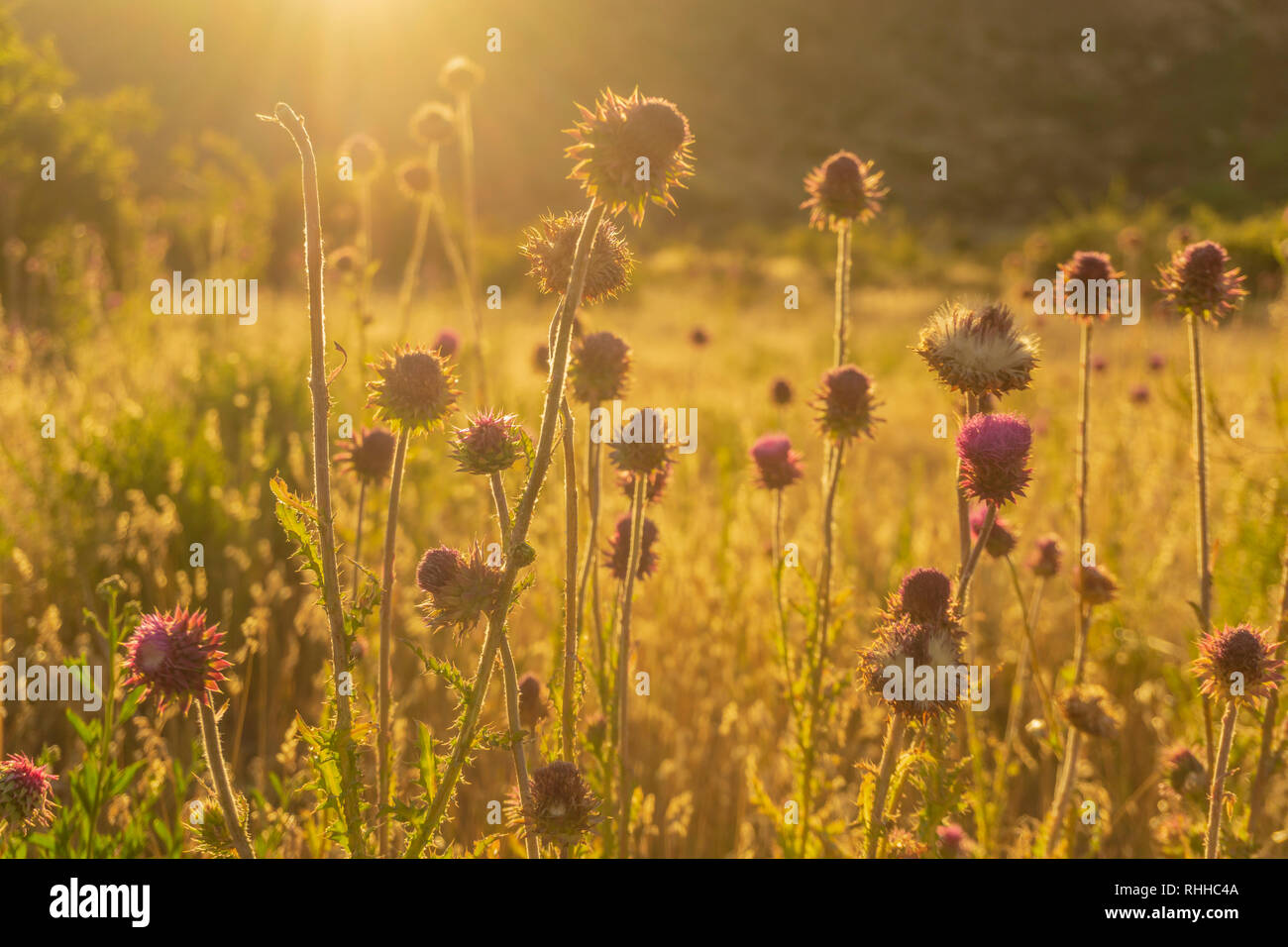 Golden light over wildflowers in patagonia Stock Photo - Alamy