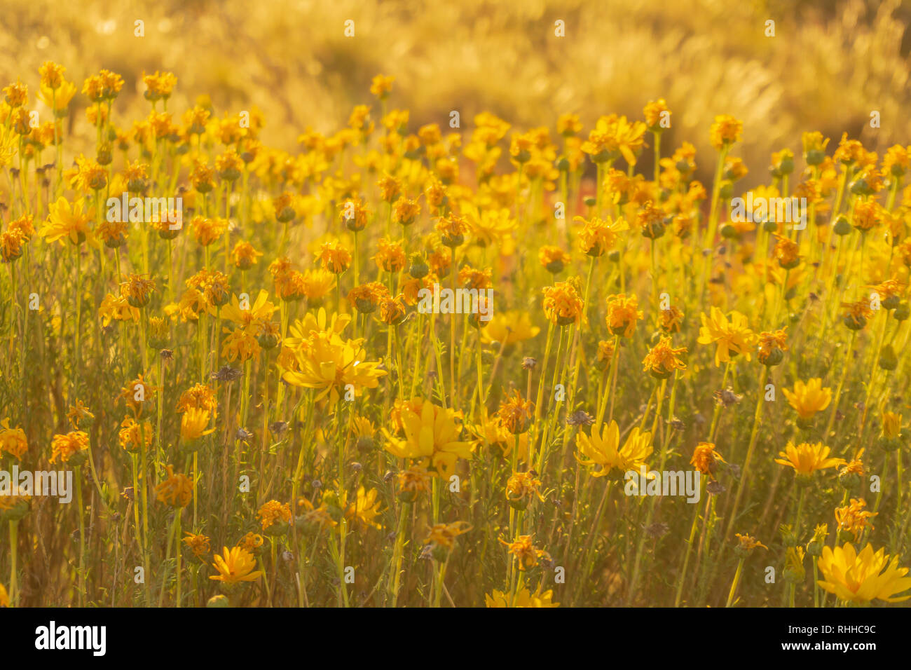 Golden light over wildflowers in patagonia Stock Photo - Alamy