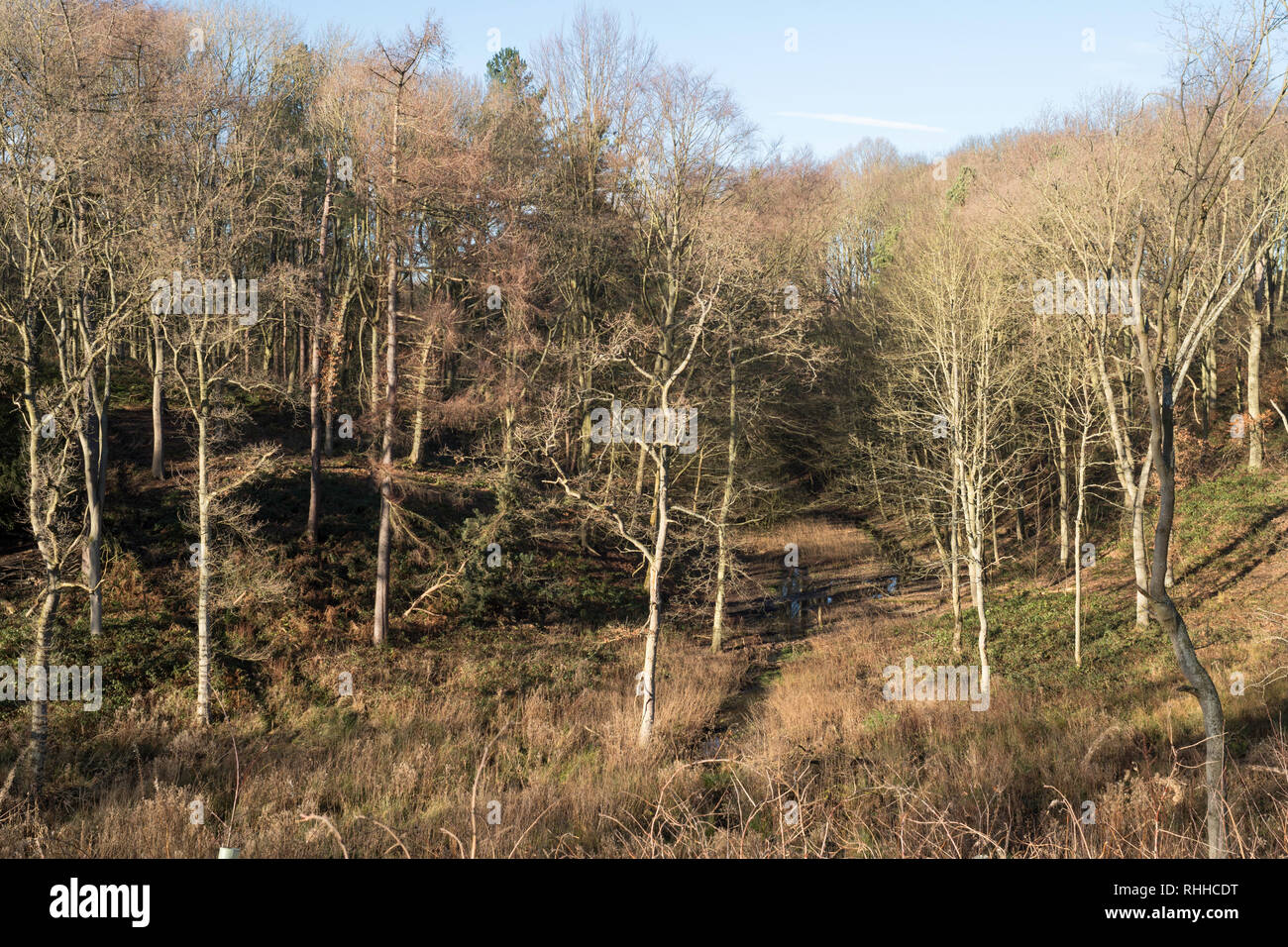 The General's Wood part of Harraton Wood, a deciduous woodland planted in the early 20th century