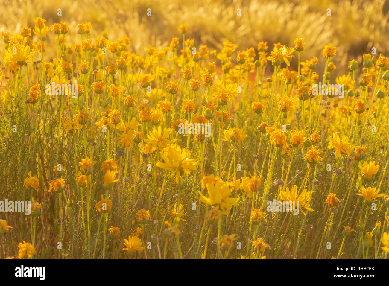 Golden light over wildflowers in patagonia Stock Photo - Alamy