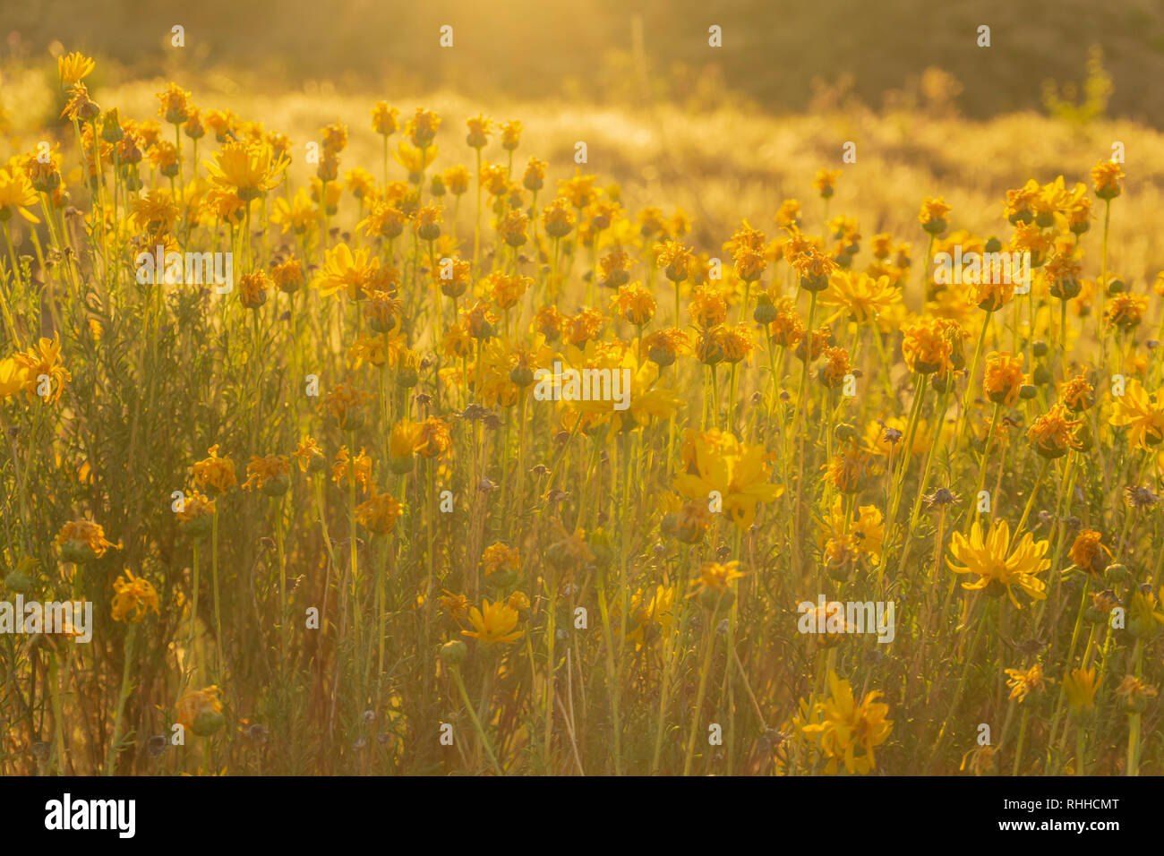 Golden light over wildflowers in patagonia Stock Photo - Alamy