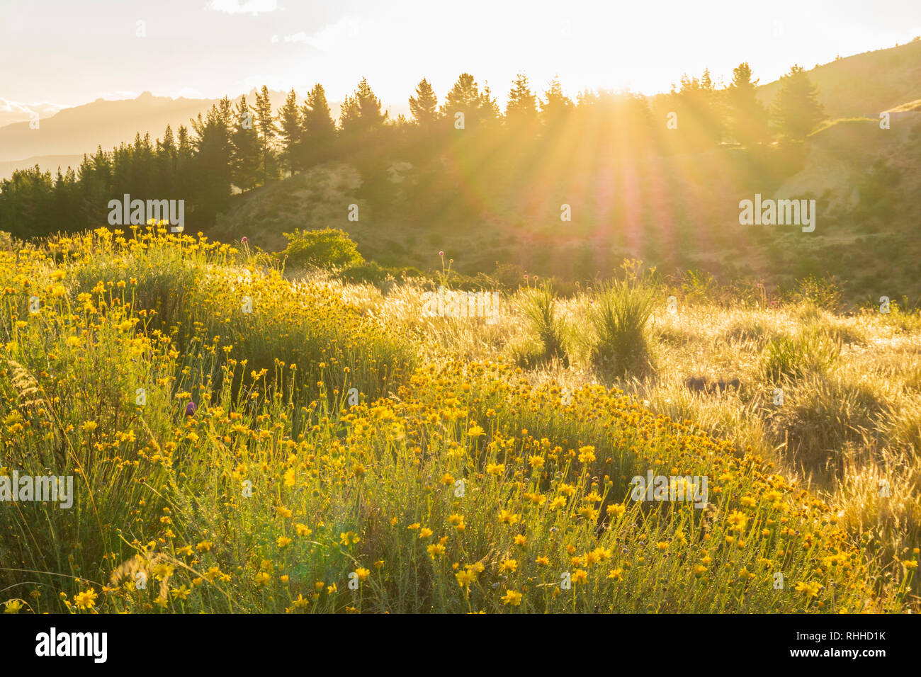 Golden light over wildflowers in patagonia Stock Photo - Alamy