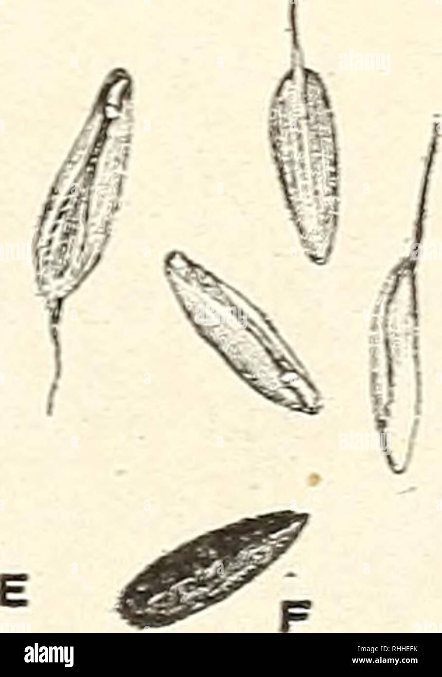 . The bobwhite and other quails of the United States in their economic relations. Quails; Northern bobwhite. Fig. 10.—Seed of chess {Bromus secalinus). (From Bull. 47. Nevada Agricultural Ex- periment Station, i (Ceanothus sp.). and black wattle {Callicoma serratifolia). In the mountains of Lower California the food supply determines the breed- ing time of birds. If there is not enough rain for a good supply of seeds the coveys of quail do not break up into nesting pairs but remain in coveys throughout the summer. If the season is wet and the winter rains promise abundant food the birds mate i Stock Photo