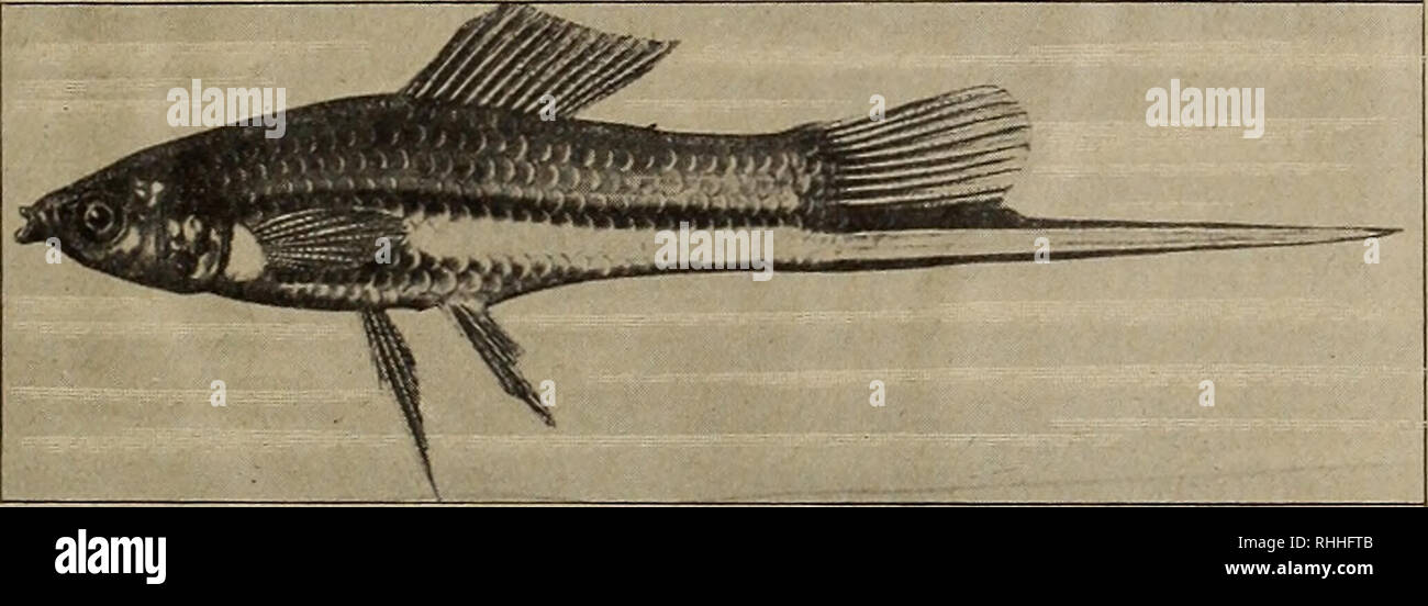 . BlÃ¤tter fÃ¼r Aquarien- und Terrarien-Kunde. Dr. gÃolterÃ¤torff: Sic Â©attung Xiphophorus Hechel 95 1. Xiphophorus Montezumae. Jordan und Snyder, Bull. N. S. Fish. Comm. 1900, 6.. 131, ftig. 11; Regan, Biol. Centr. Arn., Pisces, 6. 107 (1907). n!^&gt; '/â i. jRffi^W^Ã' ^ x *â¢ rV e*V â¢'' ,l^j9^i^ . Qlbb. 1 Xiphophorus Montezumae (3tacf) Qlteef.) Jordan unb Synder. ben auÃ¤ Â©uatemala ftammenben Â©rem* ptaren ift nie ein febarfer SÃ¤ngsftreif borÂ» fjanben (Guentheri). Xiphophorus Rachovi Regan (Ann. Mag. Nat. Hist. (8) VIII., 1911, 6. 373), bon Querto QÃarrioÃ¤, Â©uatcmala, befugt ein ^Ãaar Stock Photo