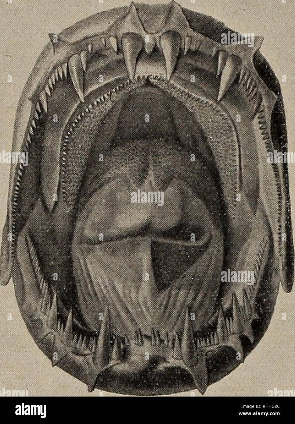 . Blätter für Aquarien- und Terrarien-Kunde. 54 Dr. ^rtfe acuter: Sic &amp;f)ataciniöen fie QSoulenger in feinem „6t)ftem ber Seleofteer&quot;4 §ur §toeiten Qlnterorbnung ber Seleofteer ober ^nod)enfifd)e, ben Ofta* riopf)t)fi §ufammen. @r felbff fagt üon bieget Qlnterorbnung: „@£ ift bie3 eine ber natürlid)ften ©nippen ber klaffe Pisces föifcrje), obgleich itjre ©lieber in ibrer äußeren ©rfd)einung fo toerfd)iebenartig finb, bafj fte in ben 6t)ftemen ber älteren Quttoren febr toeit öon einanber getrennt tourben.&quot; „Qlber er[t aU bie Homologie ber Ossicula auditus (,,©ebörfnöd)eld)en&quot; Stock Photo