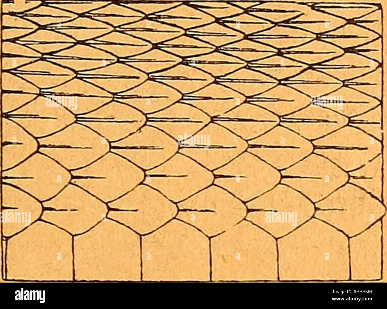 Babon High Resolution Stock Photography And Images Alamy Babon High Resolution Stock Photography And Images Alamy