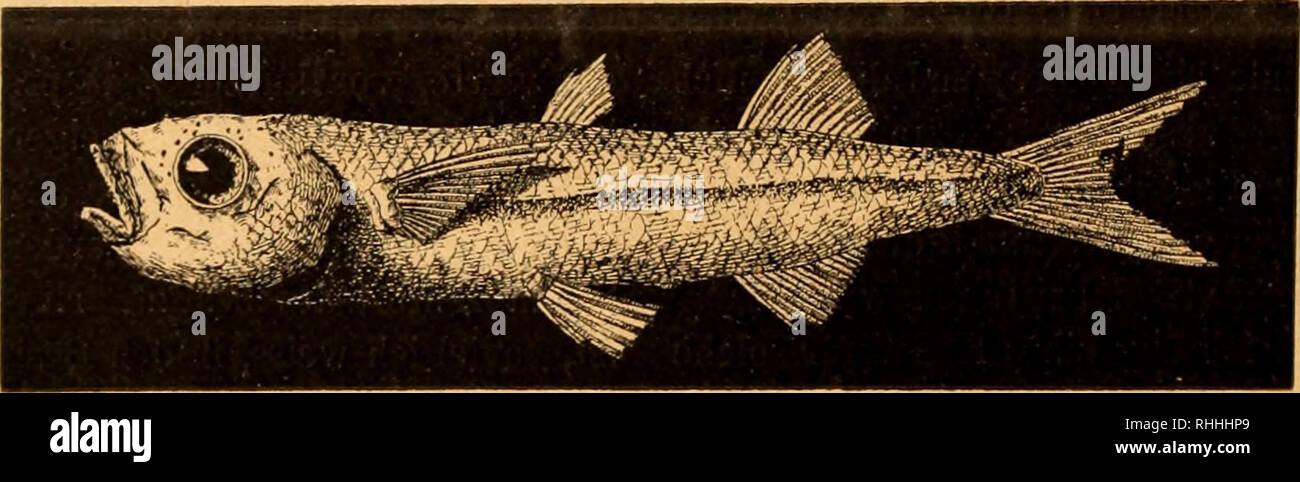 . Blätter für Aquarien- und Terrarien-Kunde. 218 Ein in Frankreich entdeckter neuer Süsswasser-Fisch. Arten und den übrigen zahlreichen afrikanischen Baumnattern (Hapsidophrys, Gastropyxis, Thra- sops, Bhamnophis, Tropidophidion) wissen wir biologisch wenig- oder garnichts. Man glaube aber ja nicht, dass z. B. alle grünen Schlangen Baumschlangen seien. Viele von ihnen, die weder Wickelschwänze noch Bauchkanten haben, sind Grasbewohner (Contia). und andererseits giebt es viele Tagbaumschlangen von anderer, goldbrauner (Dendrophis), oder sogar schwarzer {Thrasops) Färbung. Von den Baum-Riesen- s Stock Photo