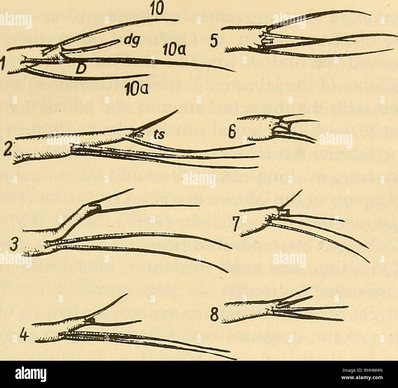 . Blood-sucking mosquitoes of the subtribe Culisetina (Diptera, Culicidae) in world fauna. Mosquitoes. 63. Fig. 35. Structure and types (1-8) of apical antennal appendages. -Dolabriform appendage; dg—digitate appendage; ts—terminal spine; 10—terminal spinule (tsp); 10a—subterminal spinule (stsp). have been conducted on the structure and functioning of the mouth apparatus of Anopheles larvae and certain species of Culex and Aedes. In a special publication describing a detailed study of the mouth parts of Culiseta incidens larvae (Cook, 1949), there is an excellent description of the muscle syst Stock Photo