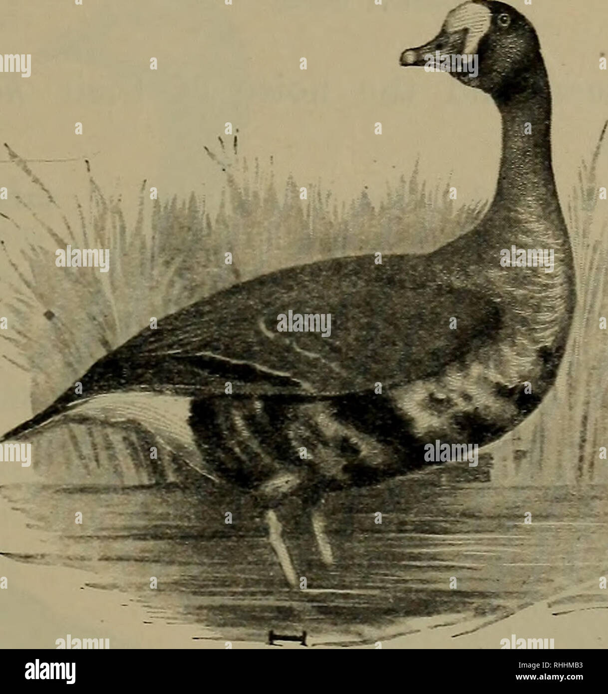 Mountain Duck 3 3 4