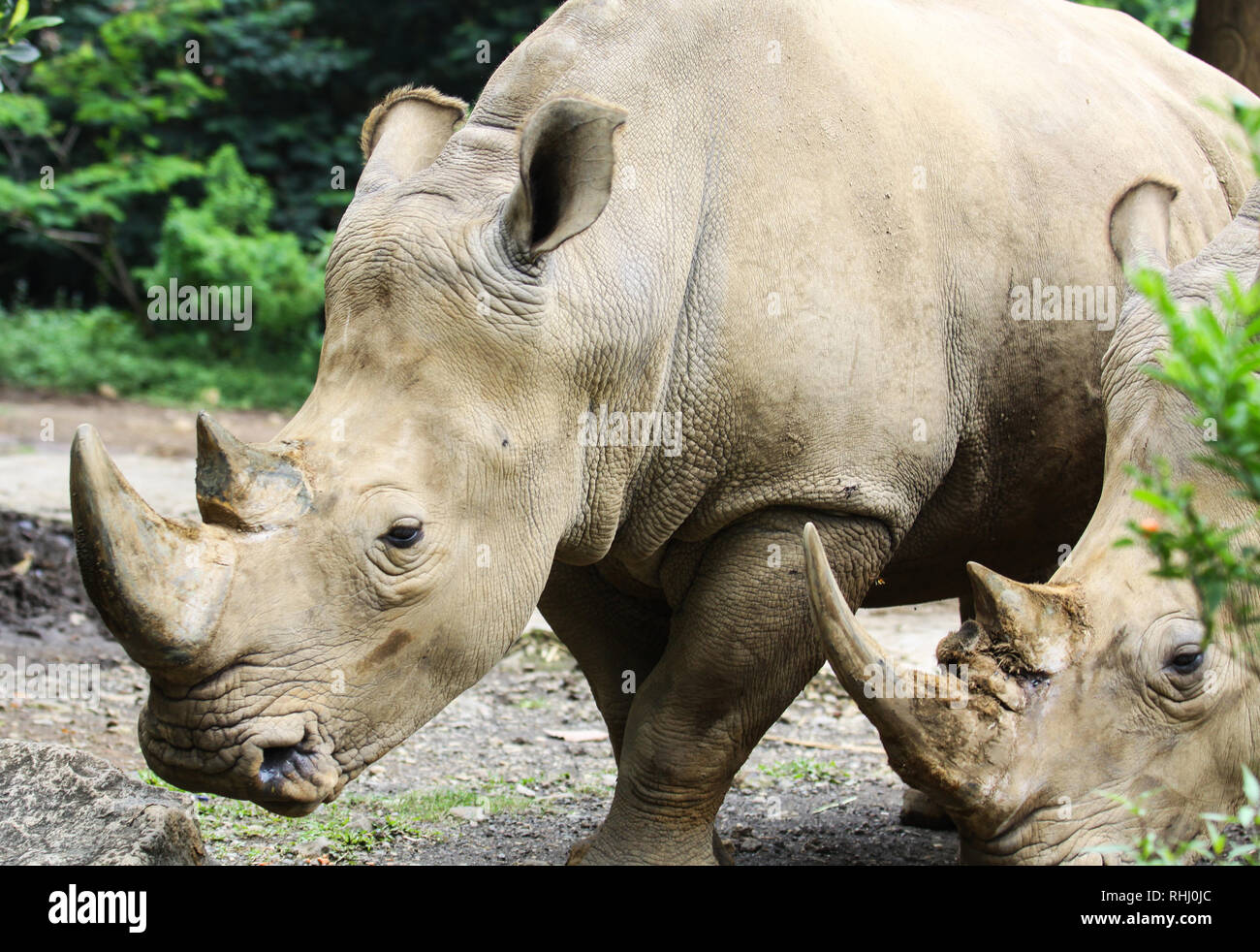 Bogor, Indonesia. 2nd Feb 2019. Two Sumatran Rhinos (Rhinocerotidae), two-horned  rhinos seen at Taman Safari Indonesia zoo. Credit: SOPA Images  Limited/Alamy Live News Stock Photo - Alamy