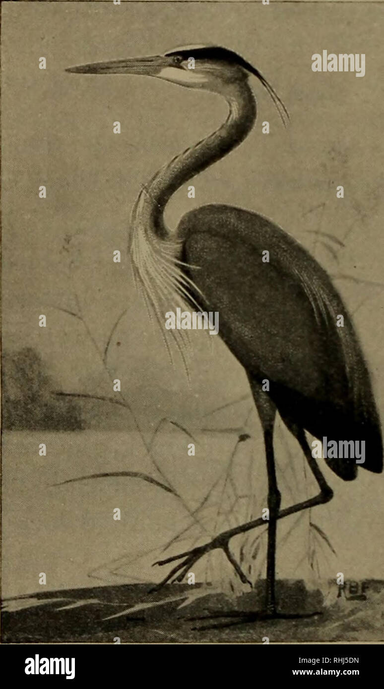 . Birds of the United States east of the Rocky Mountains, a manual for the identification of species in hand or in the bush;. Birds; Birds. 266 KEY AND DESCBIPTION much larger than the snowy heron (No. 8), but has not the &quot; aigrette &quot; plumes of those species. Length, 50 ; wing, 19 (17-21); tarsus, 8f; culmen, 6£. Florida, Cuba, and Jamaica. 5. Ward's Heron (193. Ardea wdrdi).—A Florida great blue heron. It is similar to the next but somewhat larger. Generally the lower parts are whiter, the neck darker, and the legs lighter, being olive instead of black. Length, 48-54; wing, 19|-20i; Stock Photo
