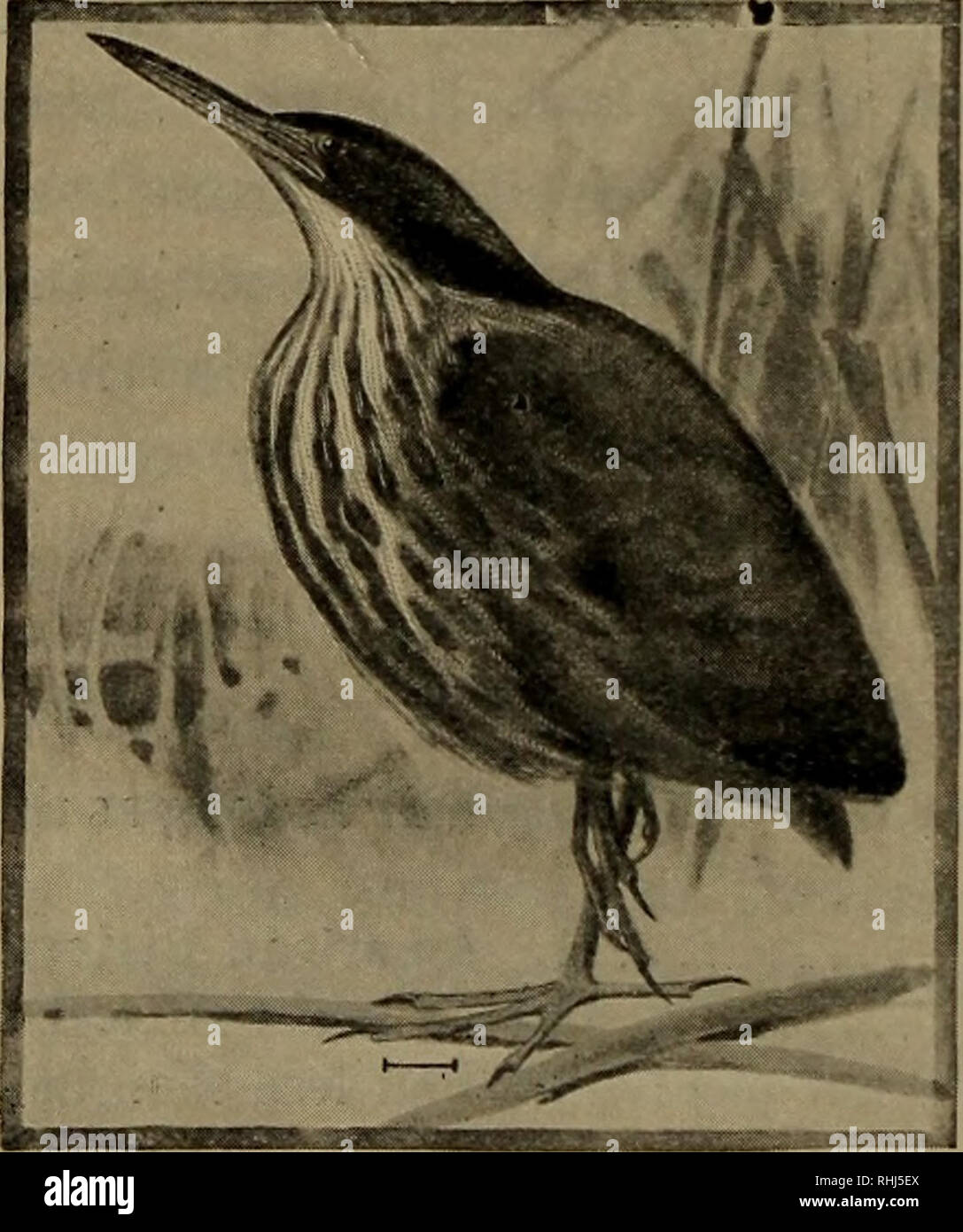 . Birds of the United States east of the Rocky Mountains, a manual for the identification of species in hand or in the bush;. Birds; Birds. 264 KEY AND DESCRIPTION B. Bill over a half inch shorter than the tarsus ; top and bottom of bill decidedly convex.1 14. Yellow-crowned Night Heron. C. Wing, 17-22 long ; plumage pure white 4. Great White Heron. C. Wing, 17-21 long ; upper part grayish or slaty-blue 5. Ward's Heron or 6. Great Blue Heron. i C. Wing, 14-17 long ; plumage pure white 7. American Egret. C. Wing, 11-14 long; plumage mostly white or slate colored 9. Reddish Egret. C. Wing under  Stock Photo