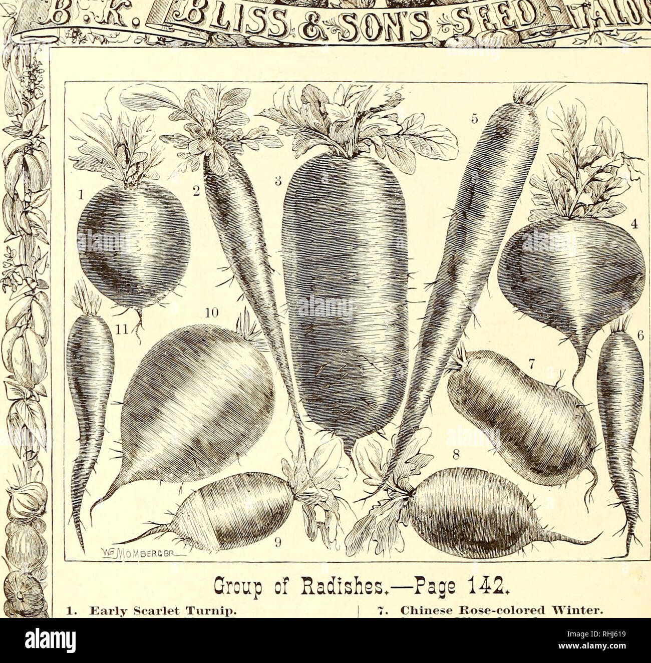 . B.K. Bliss and Son's illustrated spring catalogue and amateur's guide to the flower and kitchen garden. Flowers Catalogs; Plants Catalogs; Vegetables Seeds Catalogs; Gardening Catalogs; B. K. Bliss (Firm); Flowers; Plants; Vegetables; Gardening. WIT-*. Grcup cf Radishes,—Page 142, 1. Early Scarlet Turnip. 2. Loni; Scarlet Sliort Top. .3. Black Spanish Long Winter. 4. YelloAv Turnip. 5. Long Salmon. 6. AVood's Early Frame. I 7. Chinese Eose-colored Winter. 8. Scarlet Olive-shaped. 9. French Breakfast. 10. Black Spanish Bound AVinter. 11. Long White Naples.. Please note that these images are e Stock Photo