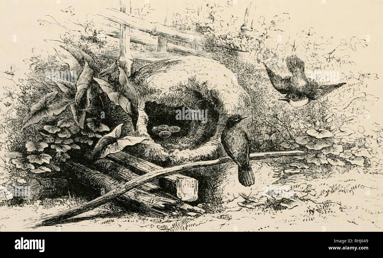The Bird Birds 258 The Coxmmuxities Of Birds The Negro Has Not