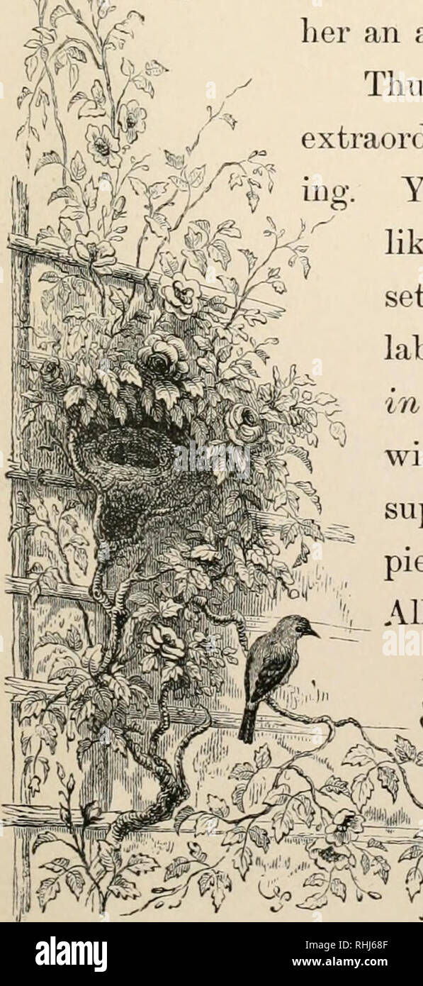 The bird. Birds. AECHITECTUKE OF BIKDS. 249 curve, has been a thousand and  a thousand times pressed against his bosom, his heart, certainly with much  disturbance of the respiration, j perhaps