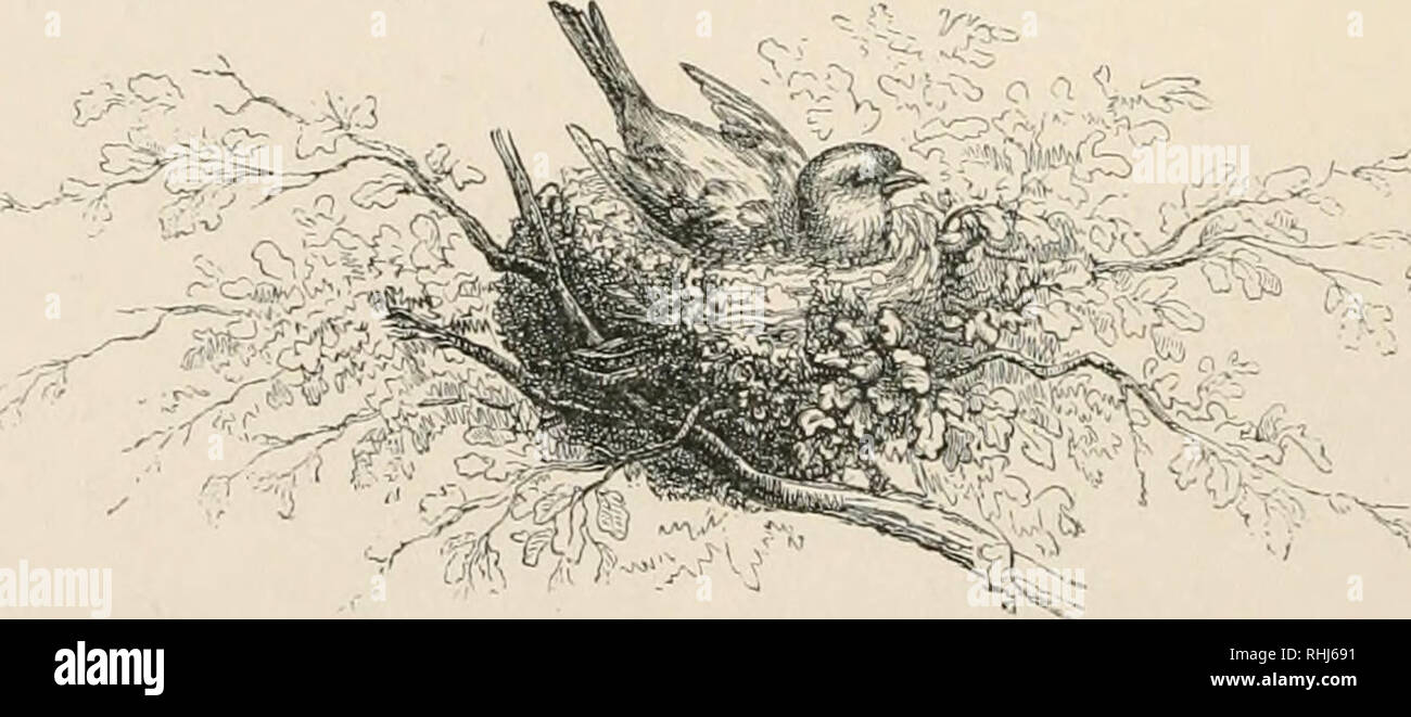 The bird. Birds. 218 THE NEST. Let US recollect, at the outset 