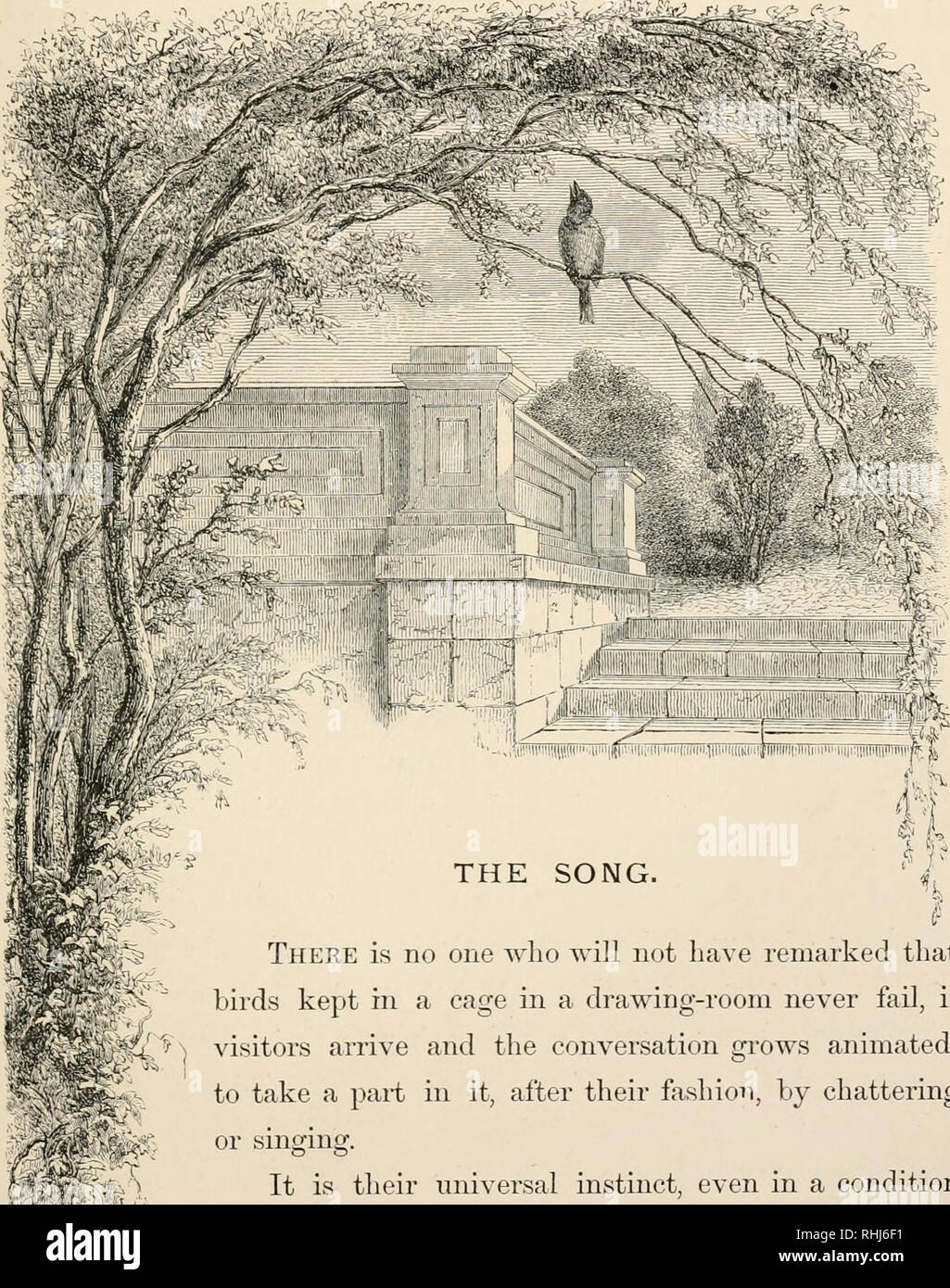 The Bird. Birds. There Is No One Who Will Not Have Remarked That Birds Kept  In A Cage In A Drawing-Room Never Fail, If Dsitors Arrive And The  Conversation Grows Animated,