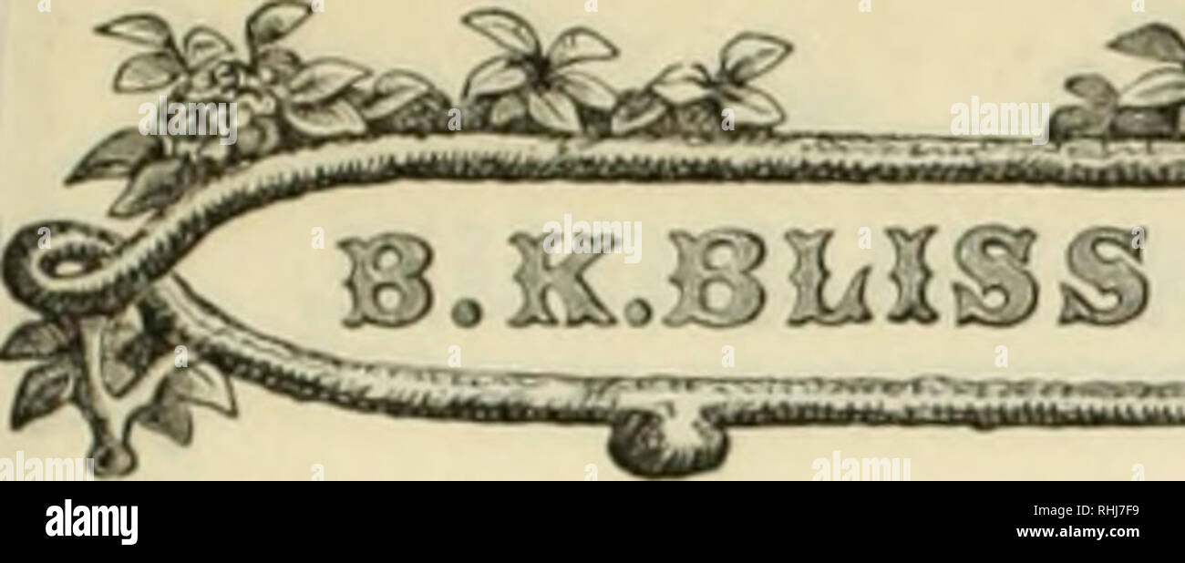 . B.K. Bliss and Son's illustrated spring catalogue and amateur's guide to the flower and kitchen garden. Flowers Catalogs; Plants Catalogs; Vegetables Seeds Catalogs; Gardening Catalogs. rarnvsnur, NAME AND DESCRIPTION. 1371 Gjmerium arKentciim, (Pampas (â 'ivi.ts,) the most iiol&gt;li-&lt;Ieiiiii jiibatnin, {Squirrel Tail j (Iniss.) lovely piirplUli plumes, very I tine; hardy annual; 3 ft., - - - 1374 IsolfpsiA (jrarilis, ver)'graceful; half- hai'&lt;iy perennial. - - - - - 137.&quot;) LaKiiriis ovatus, (Hare's Tail Grass,) I small irliilc plumes; hardy annual; ! 1 ft., 1370 Vanirtiiii Coloi Stock Photo