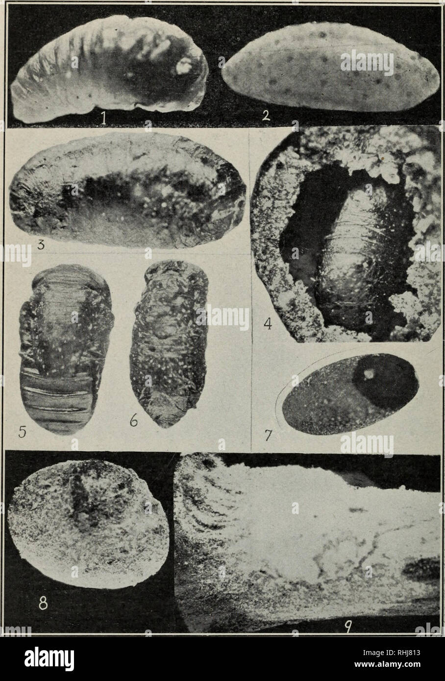. The black scale. Scale insects. Plate VI. Larva of Scutellista parasite, Cerchysius sp. x25. Larva of Cerchysius partly changed to pupa. x25. Parasitized larva of Scutellista harboring Cerchysius within. x25. Appearance of parasitized Scutellista larva beneath scale. x25. Normal Scutellista pupa. x20. Parasitized Scutellista pupa or Scutellista larva which succeeded in partly changing to pupa. x20. Exit hole of parasite in old larval skin of Scutellista. Black scale killed by fungus, Isaria. Fungus covering scale and spreading over twig.. Please note that these images are extracted from scan Stock Photo