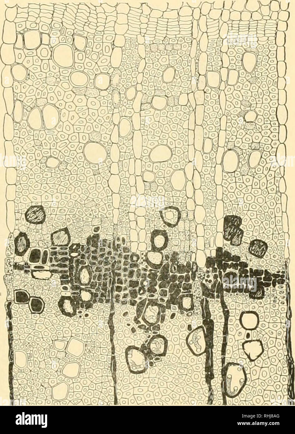 . Black rot, leaf spot and canker of pomaceous fruits. Black rot; Leaf spots; Canker (Plant disease); Apples. Black Rot, Leaf Spot, and Canker of Pomaceous Fruits 113 the cellulose tissues, cortical and medullary, are colored blue with methyl- blue and unstained with methyl-green. The woody parts stain red with phloroglucin. In the diseased part there is a very prominent general brownish deposit, located chiefly in the medullary ray cells, the thick-walled cortical parenchyma, and the phloem parenchyma. Such cells are not stained by any of the stains used. The sclerenchyma fibers and the cork  Stock Photo