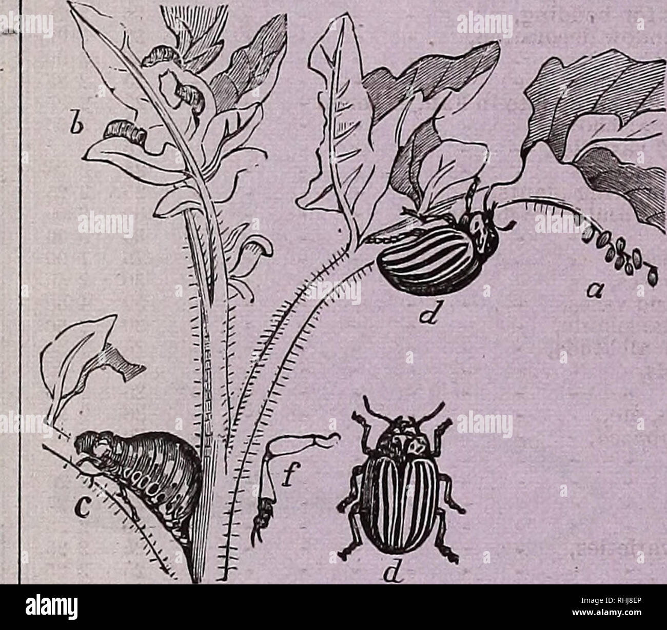 B K Bliss And Son S Illustrated Spring Catalogue And Amateur S Guide To The Flower And Kitchen Garden Flowers Catalogs Plants Catalogs Vegetables Seeds Catalogs Gardening Catalogs Xiv Sttpplement New Agricultural Books A