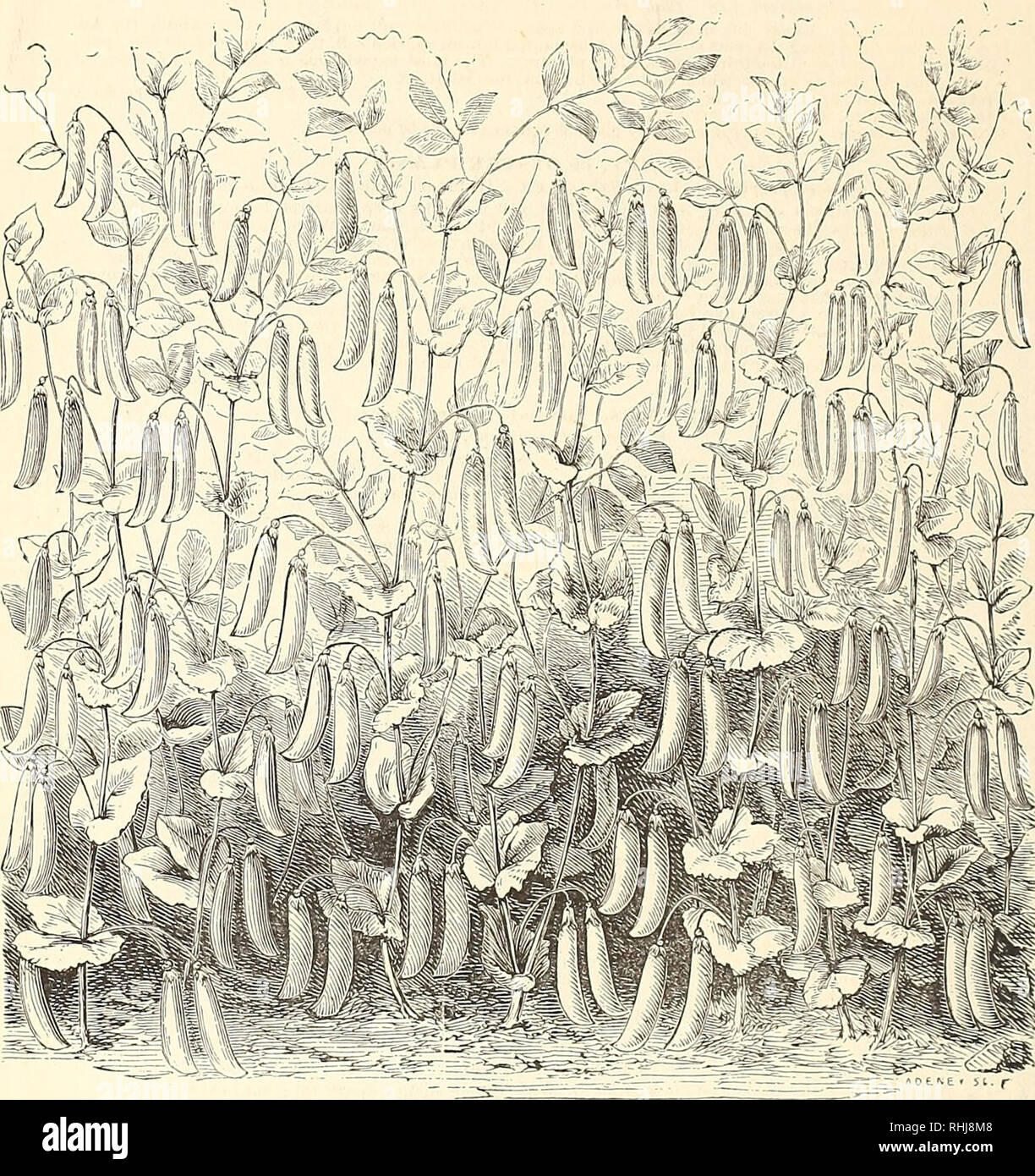 . B.K. Bliss and Son's illustrated spring catalogue and amateurs guide ...
