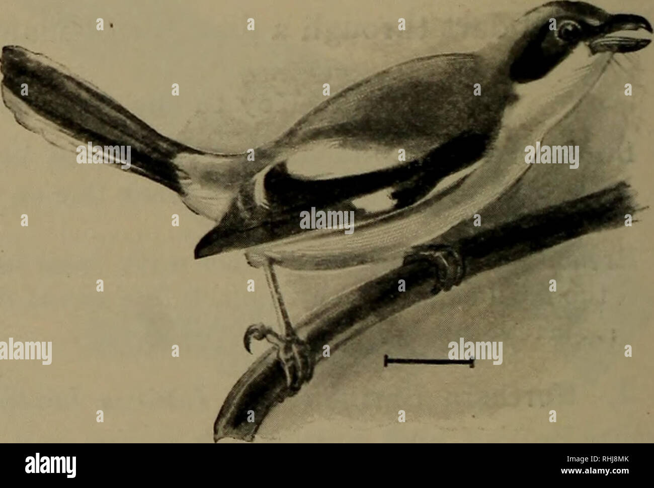 nus handbook of the birds of the world alive nus handbook of the birds of the world alive