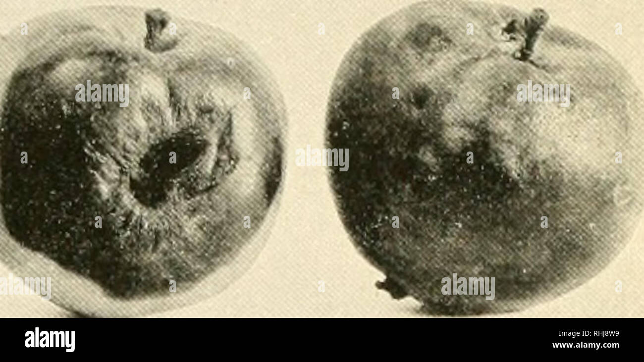 . Black rot, leaf spot and canker of pomaceous fruits. Black rot; Leaf spots; Canker (Plant disease); Apples. . Please note that these images are extracted from scanned page images that may have been digitally enhanced for readability - coloration and appearance of these illustrations may not perfectly resemble the original work.. Hesler, L. R. (Lexemuel Ray). Ithaca, N. Y. : Cornell University Stock Photo