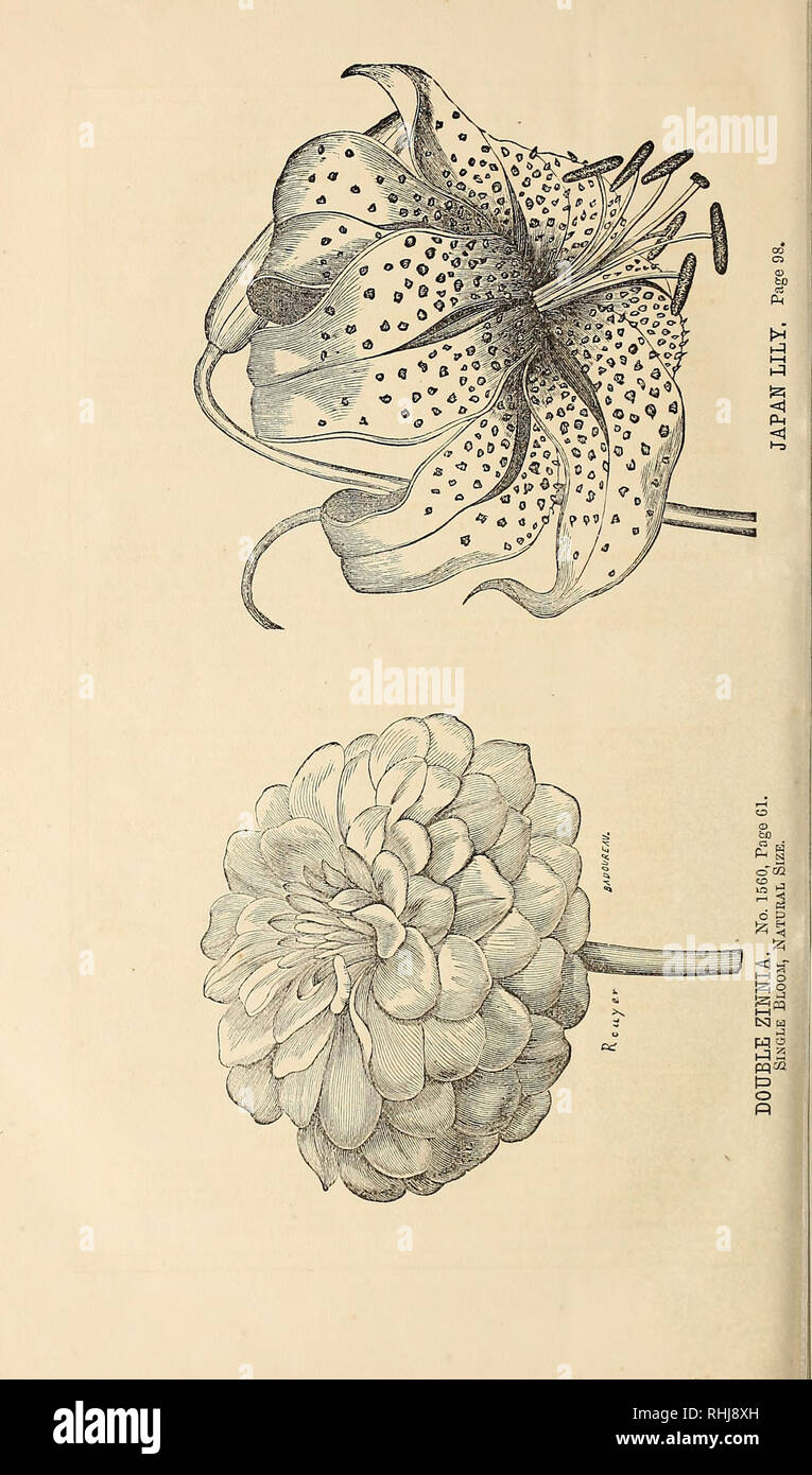 B K Bliss Spring Catalogue And Amateur S Guide To The Flower And Kitchen Garden Containing A Descriptive List Of Nearly Two Thousand Varieties Of Flower And Vegetable Seeds With Explicit Directions For,Simple Easy Boat Drawing For Kids